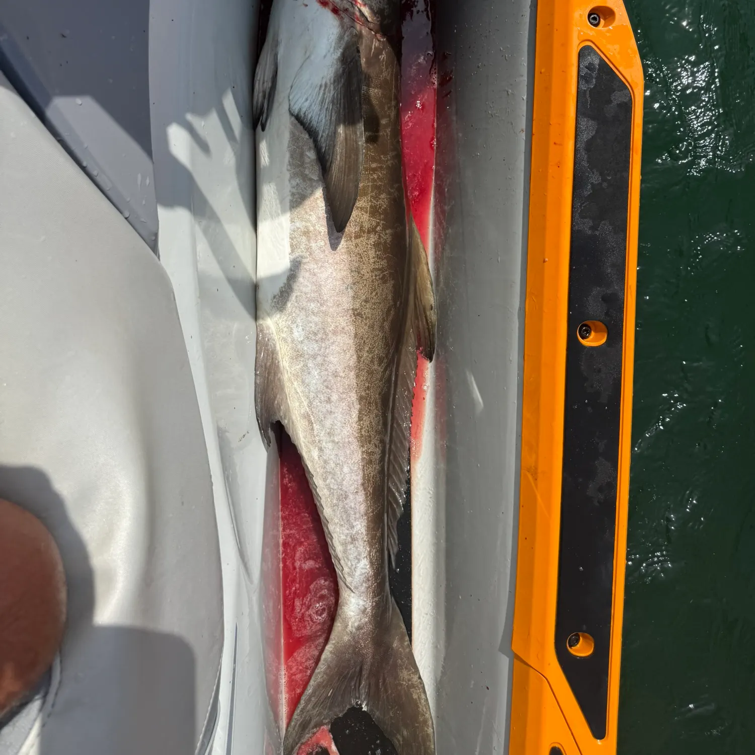 Cobia caught on Fishbrain