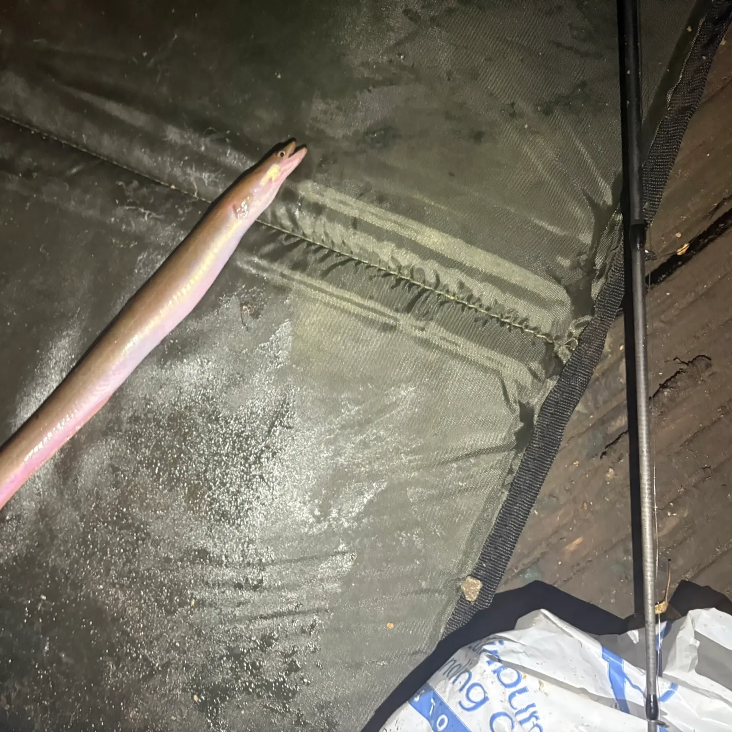 European eel caught on Fishbrain