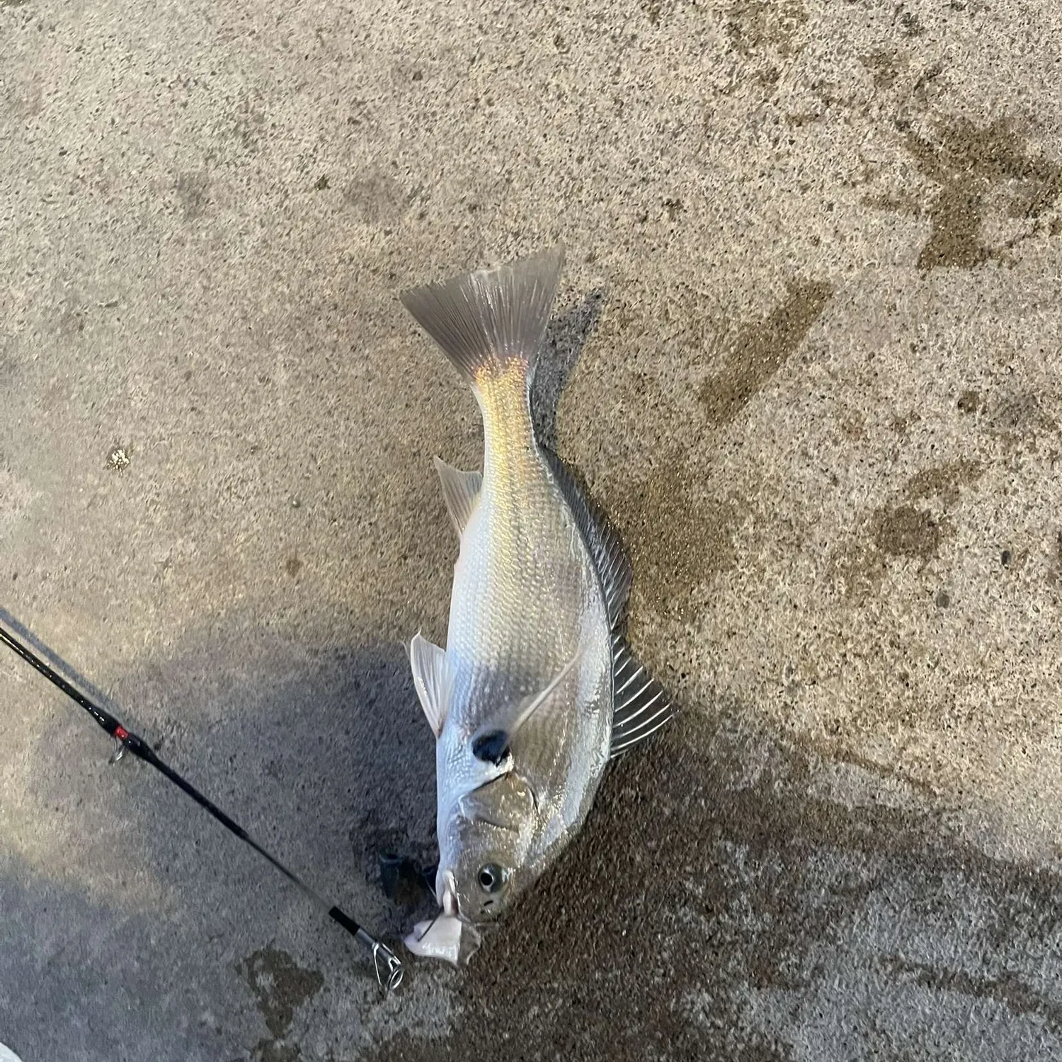 The most popular recent Spotfin croaker catch on Fishbrain