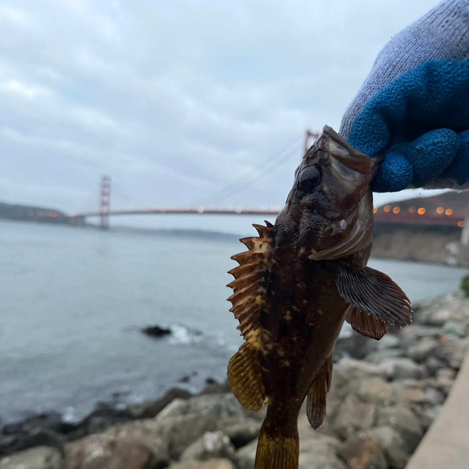 The most recent Grass rockfish catches on Fishbrain