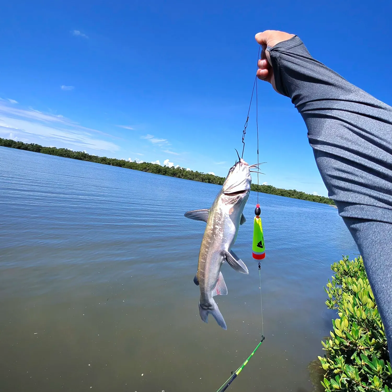 Hardhead sea catfish caught on Fishbrain