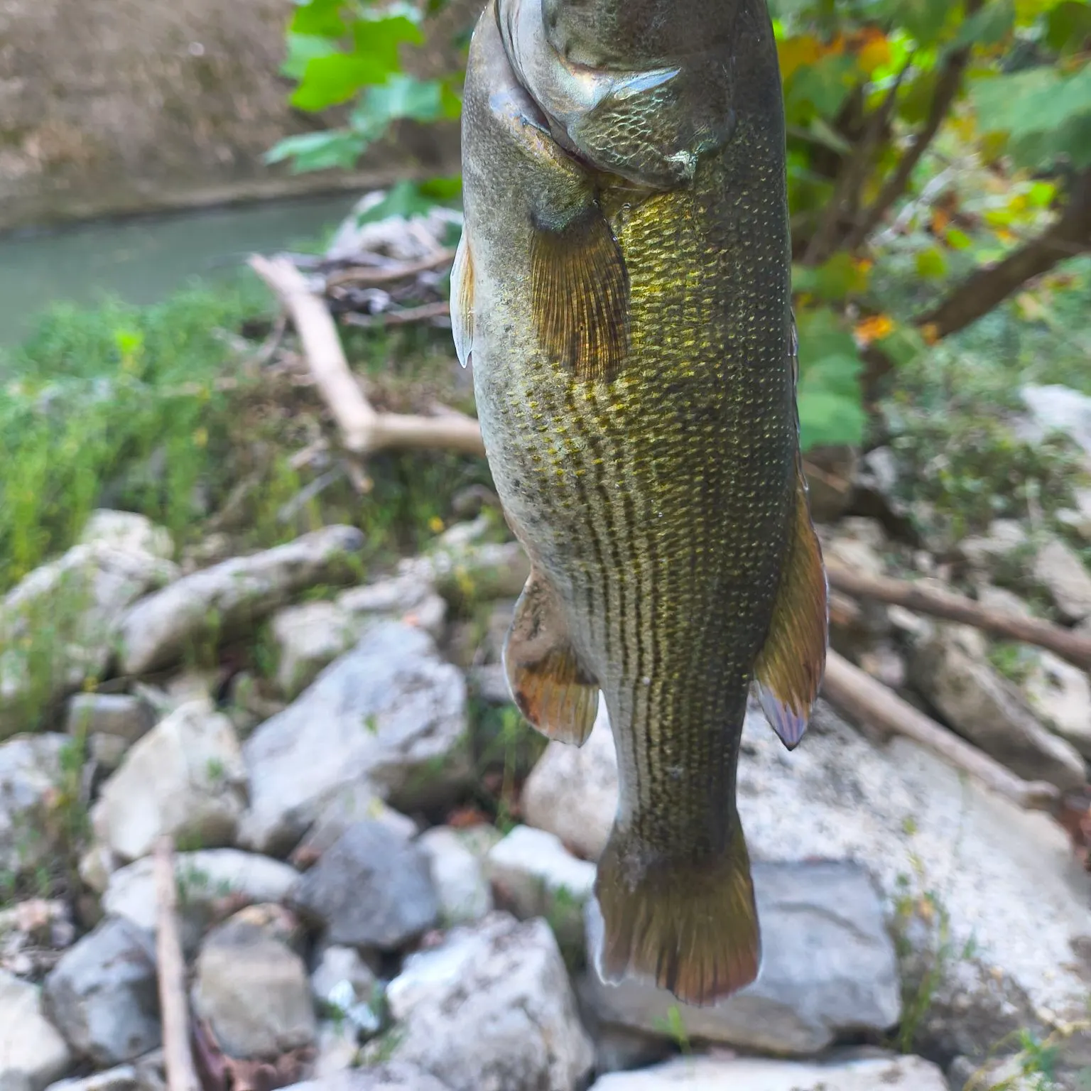 Redeye bass caught on Fishbrain