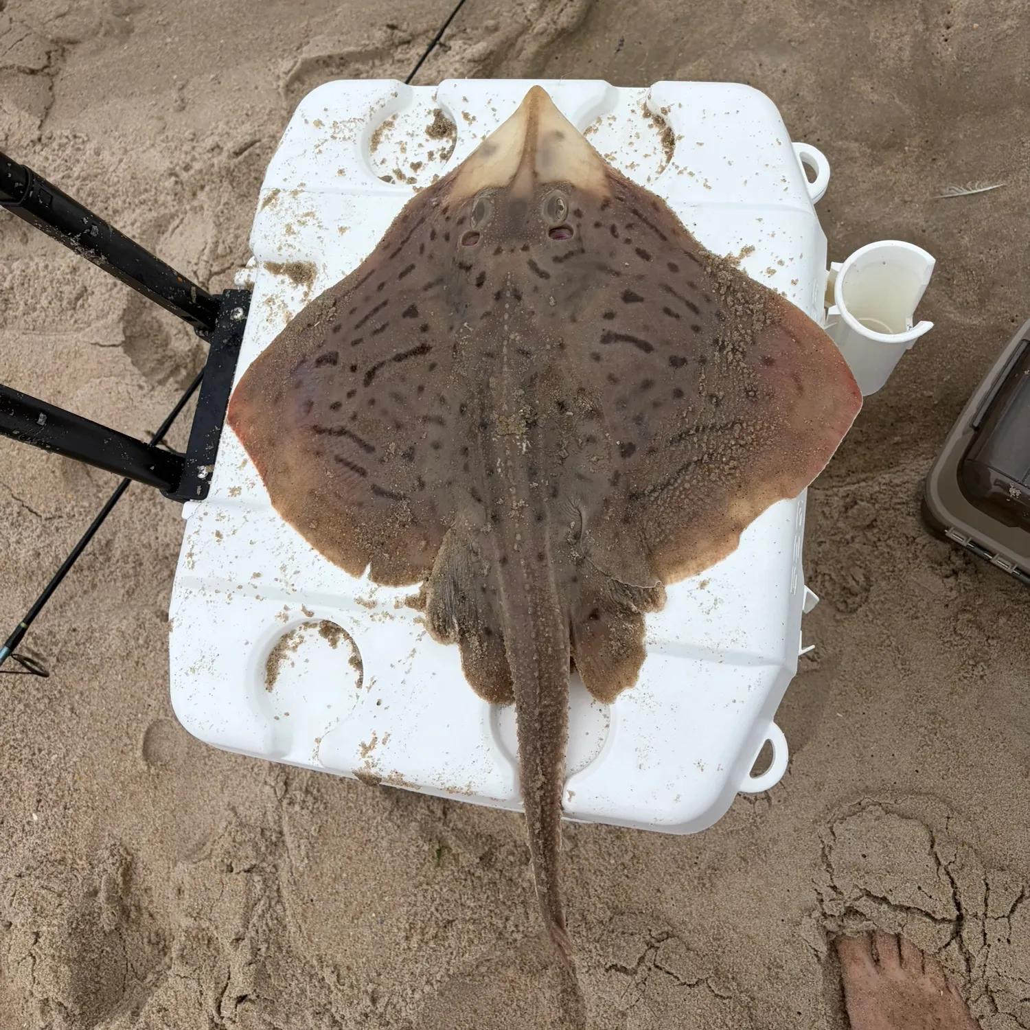 Clearnose skate caught on Fishbrain