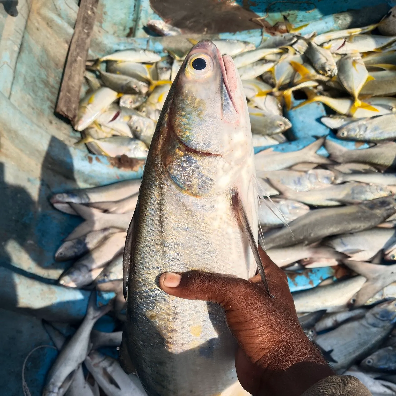 The most recent Orange-spotted grouper catches on Fishbrain