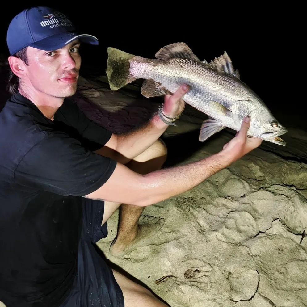 The most recent Barramundi catches on Fishbrain