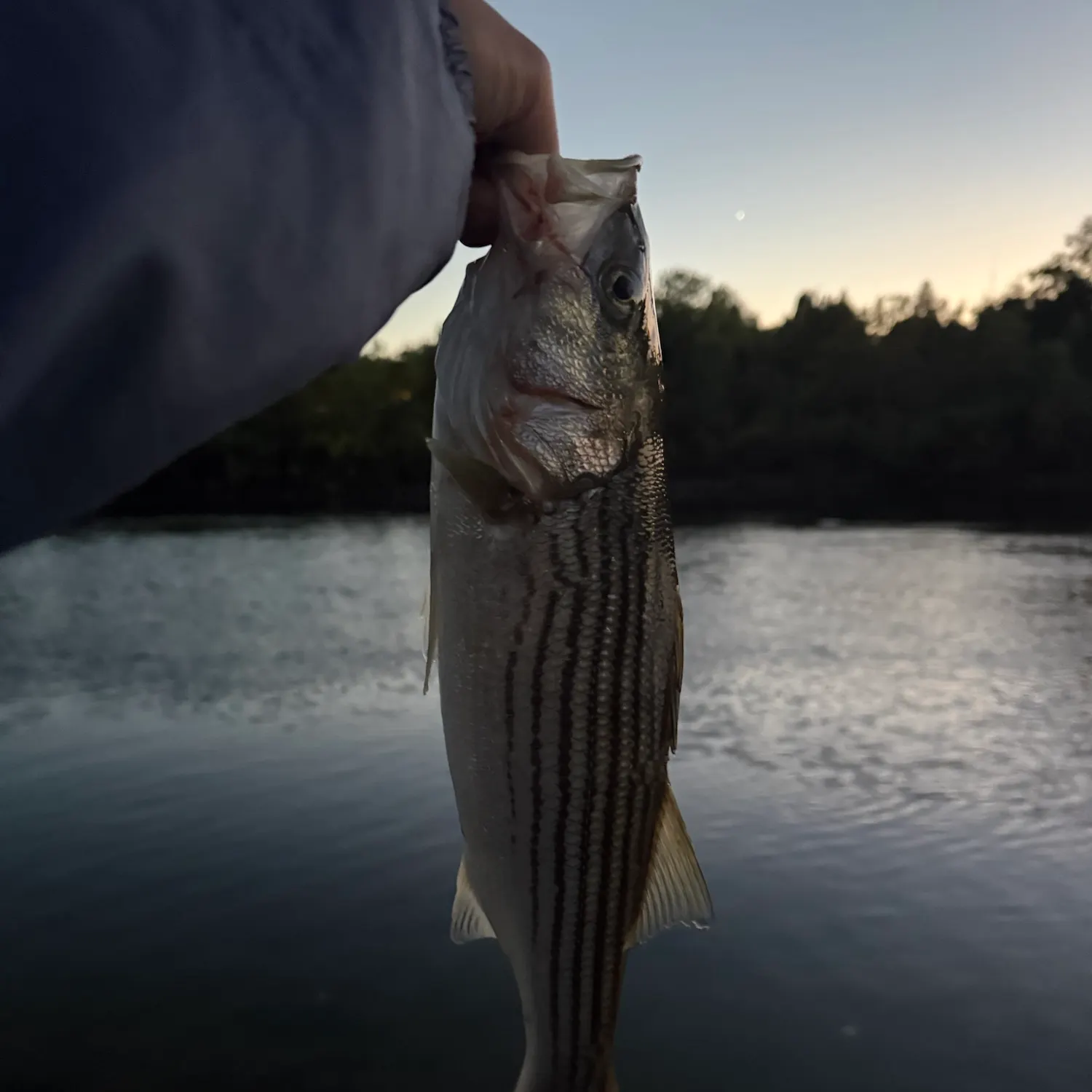 Striped bass caught on Fishbrain
