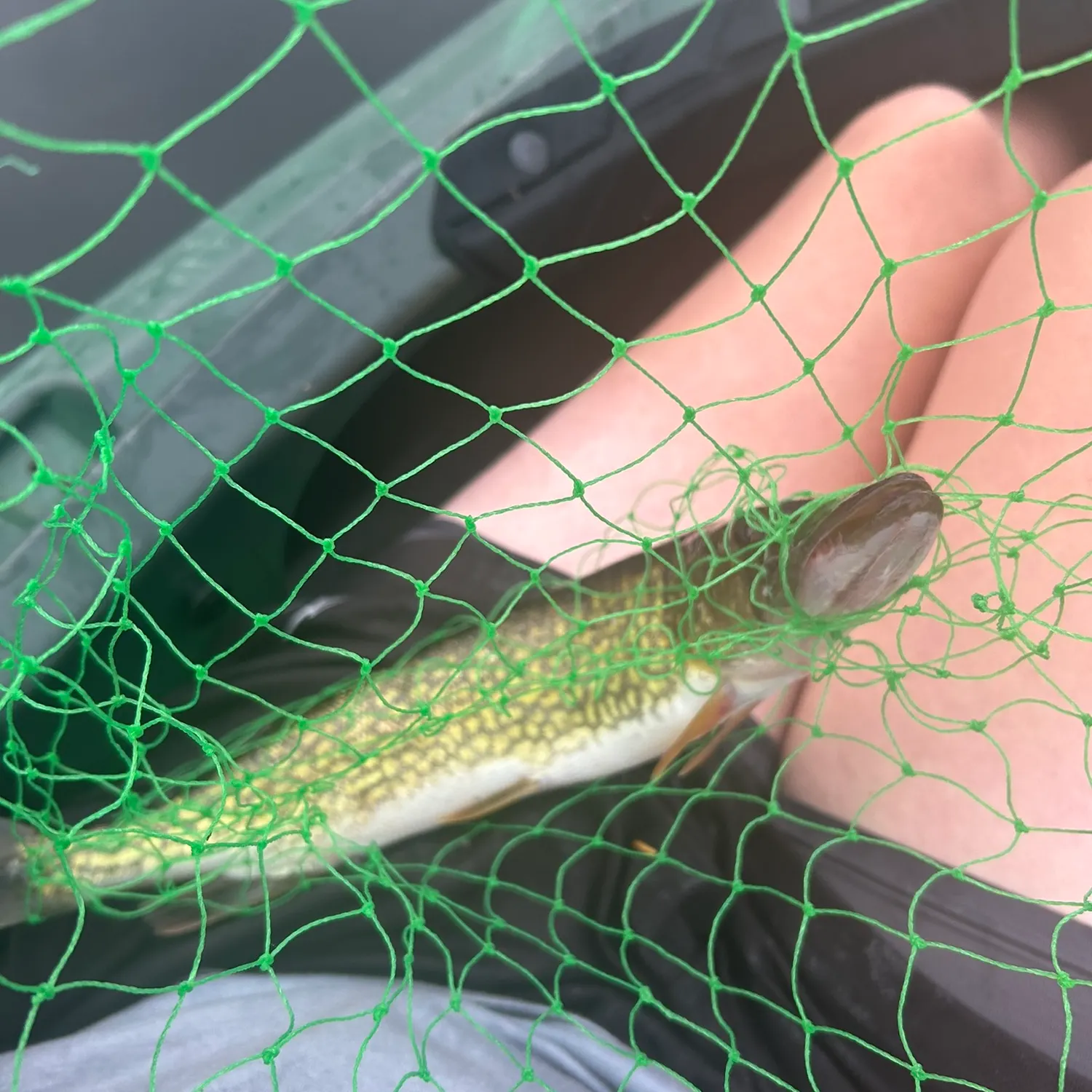 Chain pickerel caught on Fishbrain