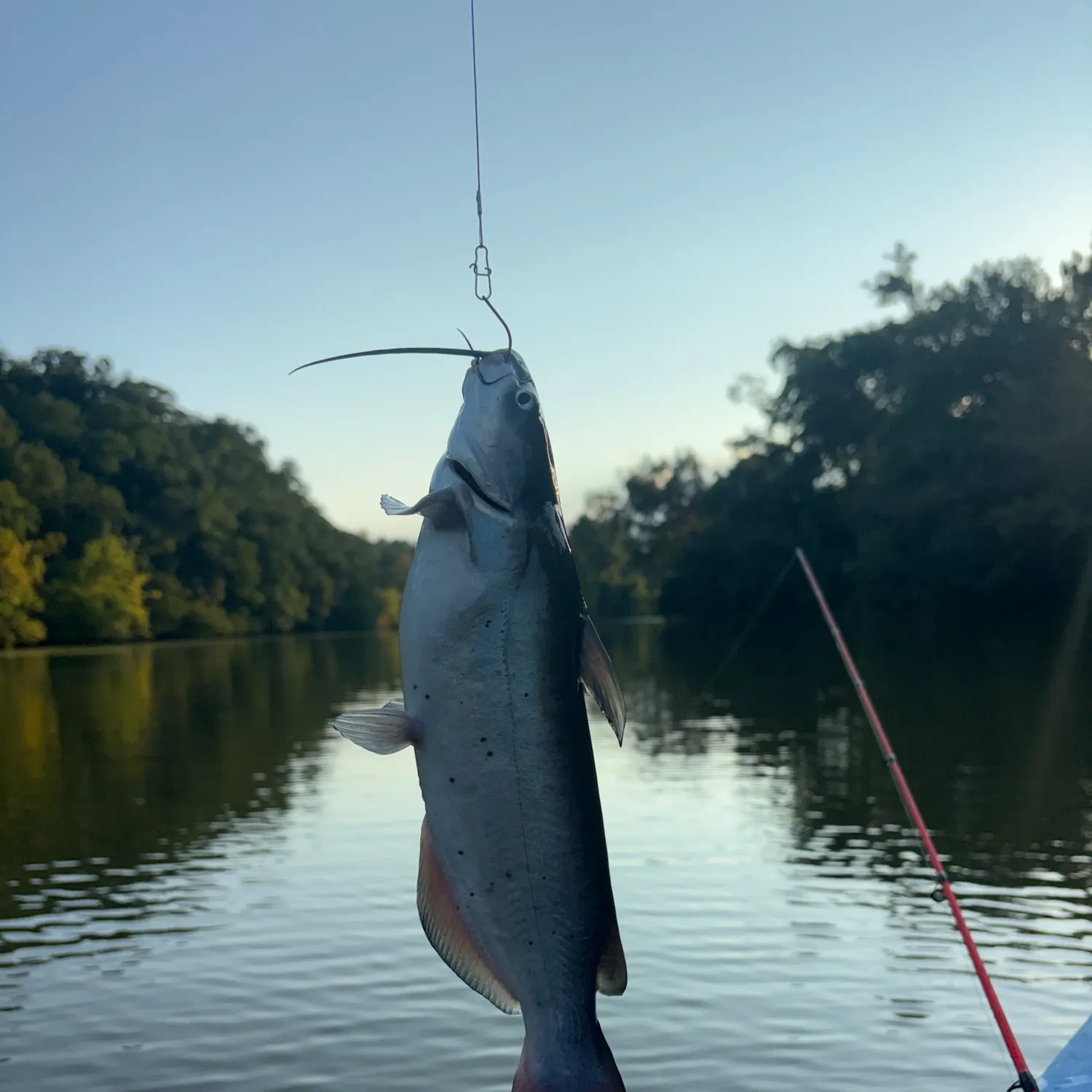 Channel catfish caught on Fishbrain