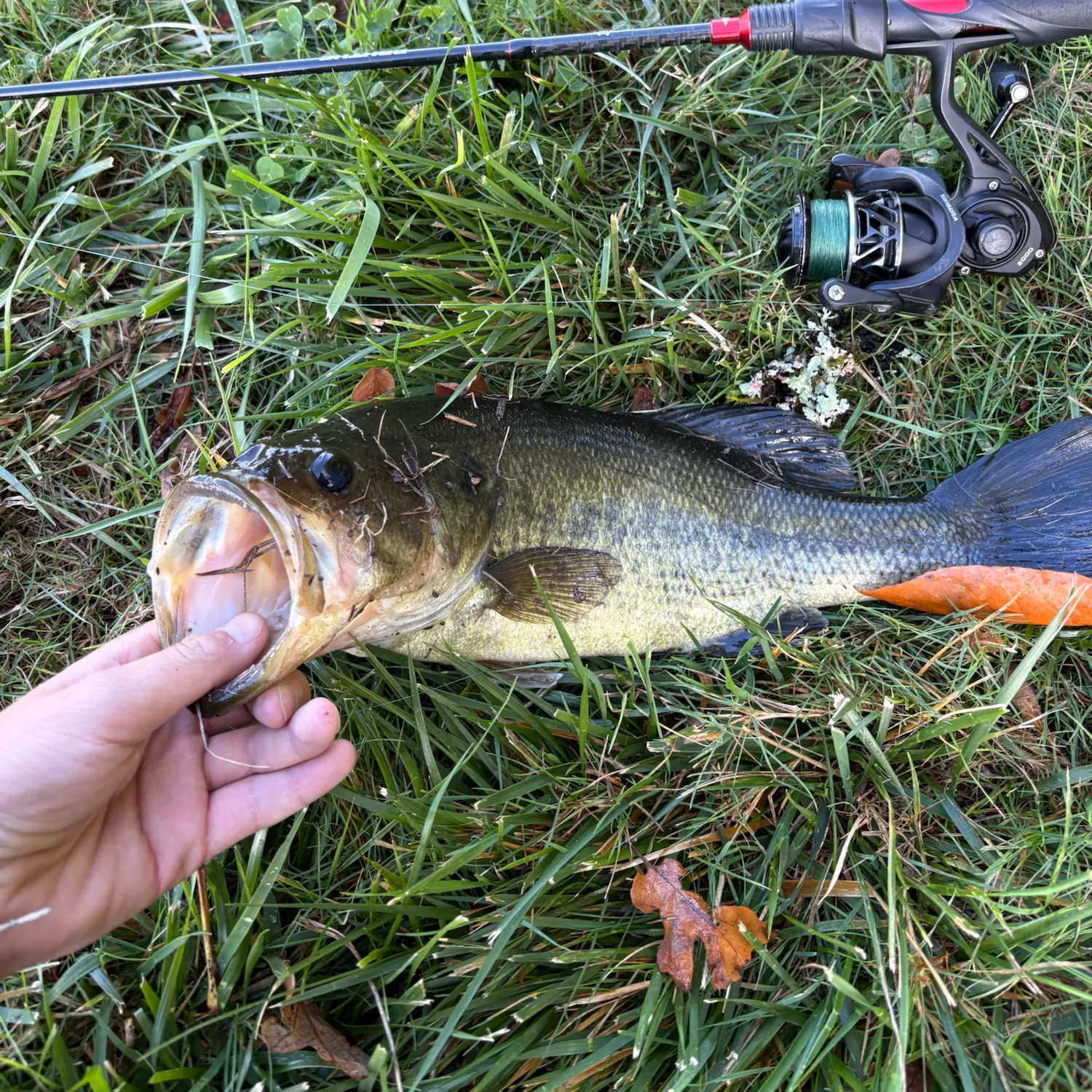 Largemouth bass caught on Fishbrain