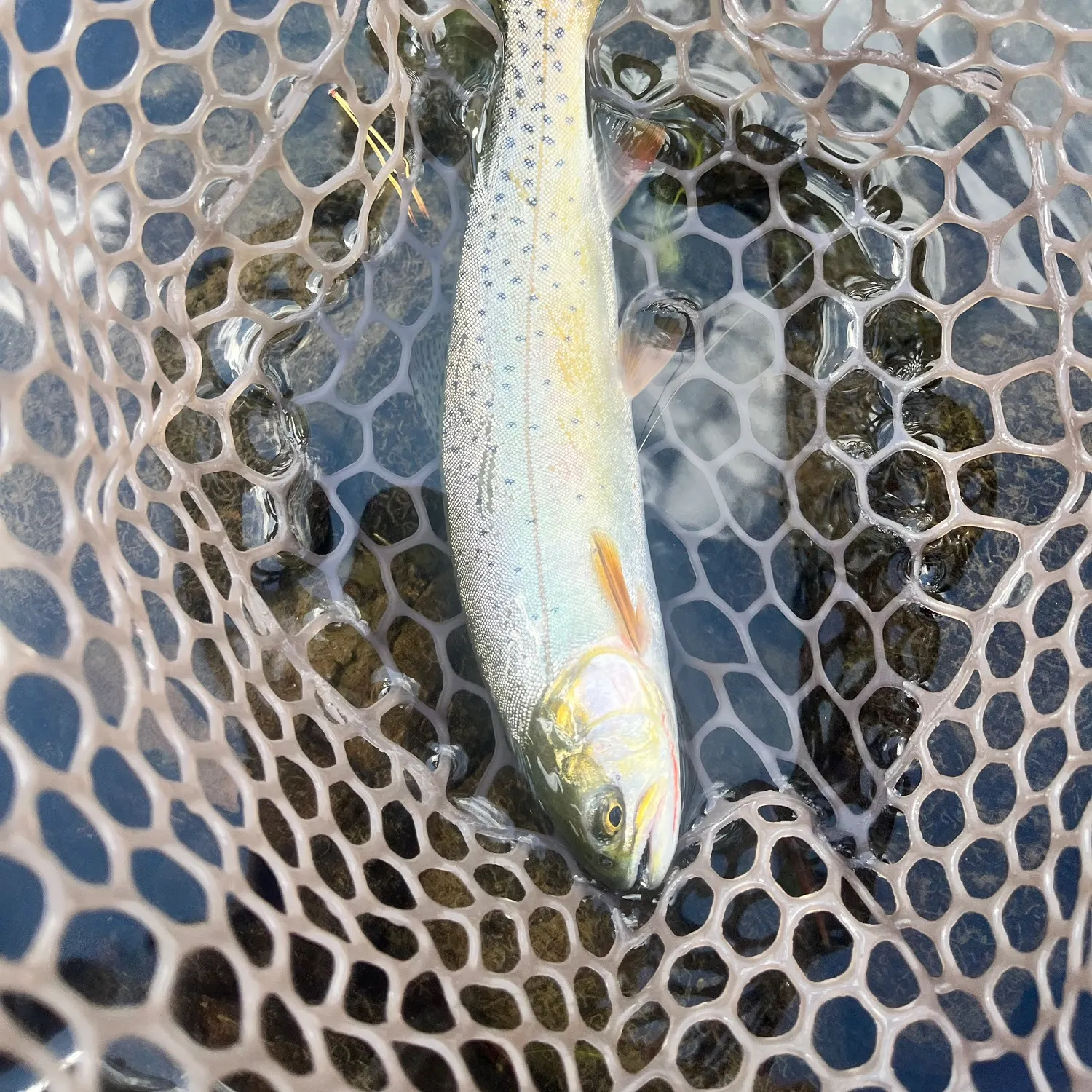 Westslope cutthroat trout caught on Fishbrain
