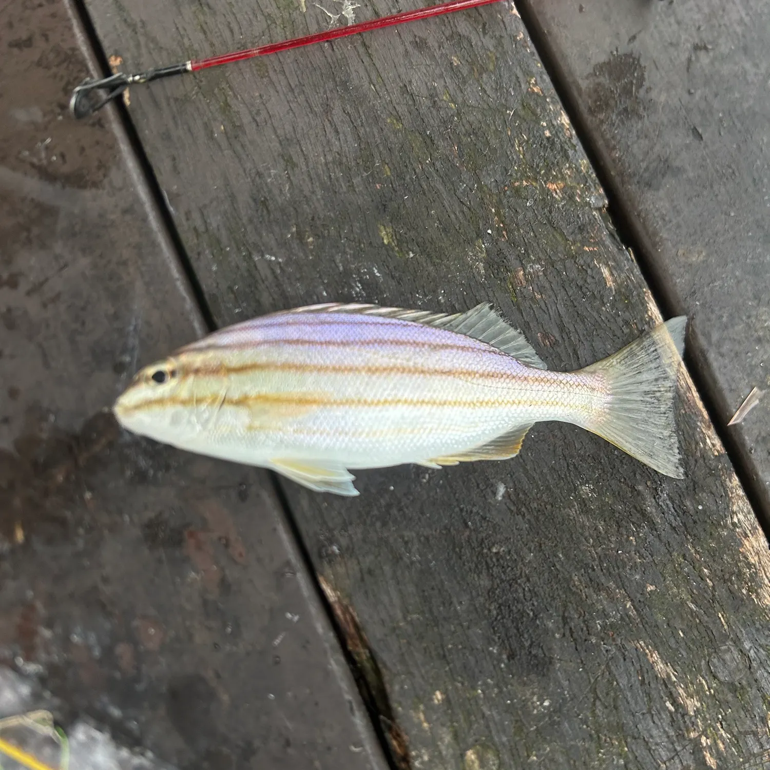 Eastern striped grunter caught on Fishbrain