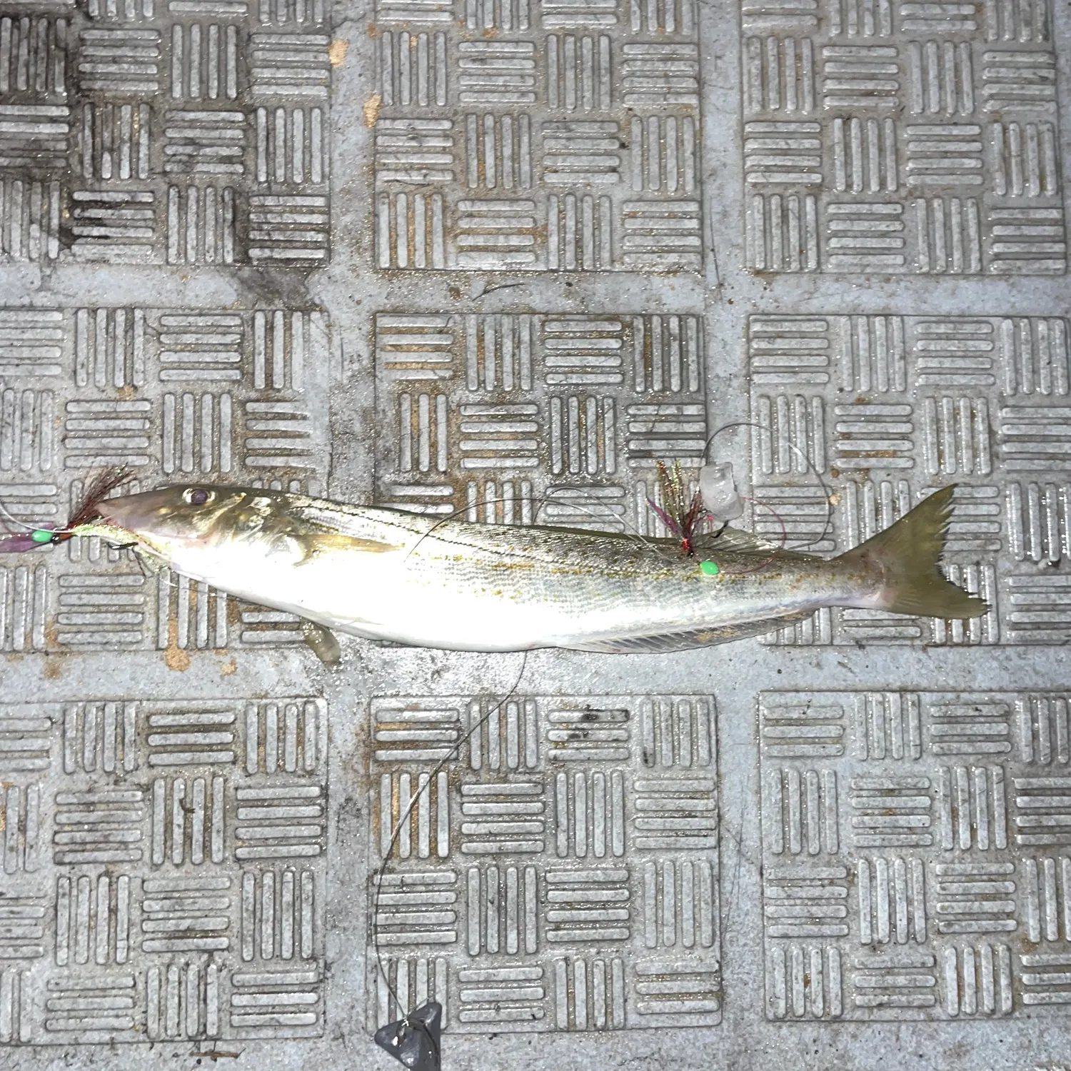 The most recent King George whiting catches on Fishbrain