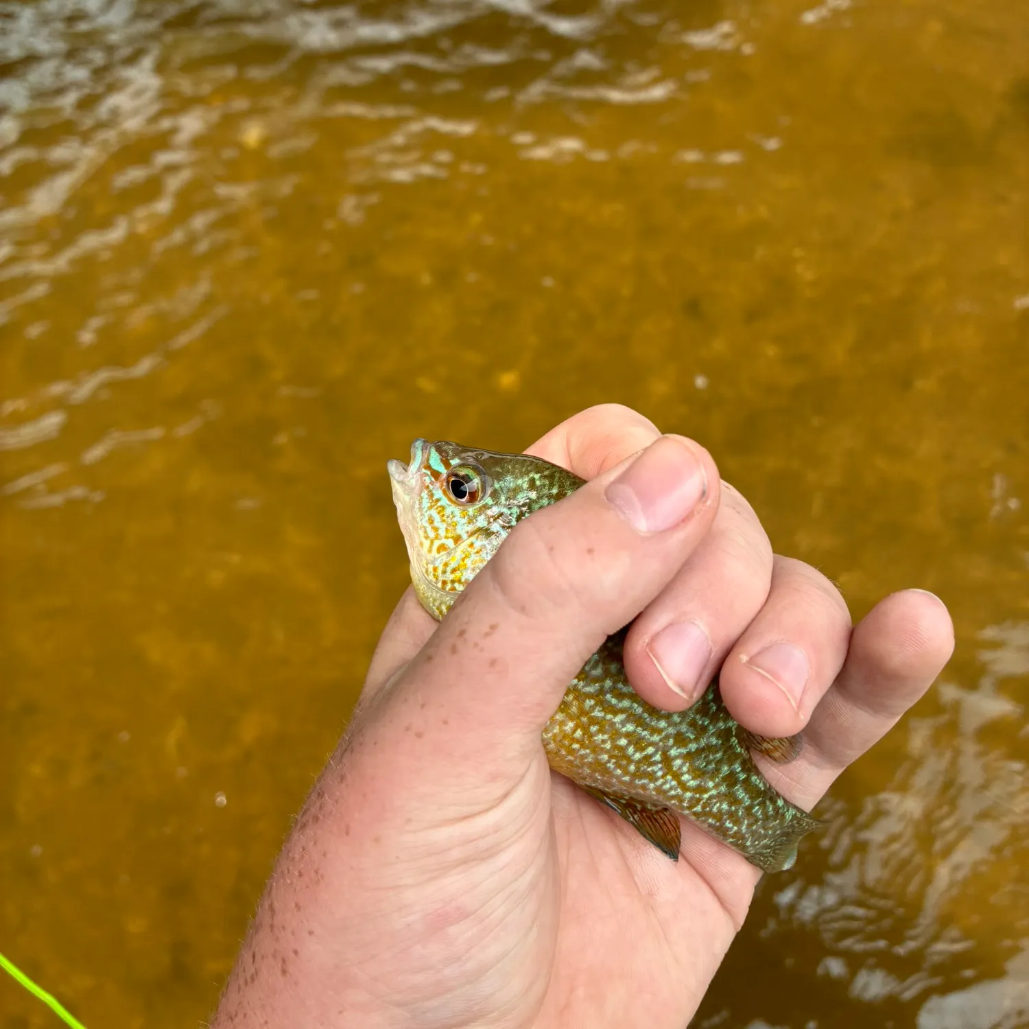 The most recent Orangespotted sunfish catches on Fishbrain