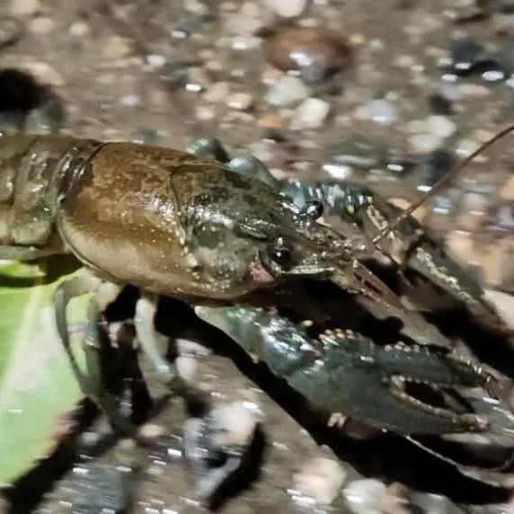 Virile crayfish caught on Fishbrain