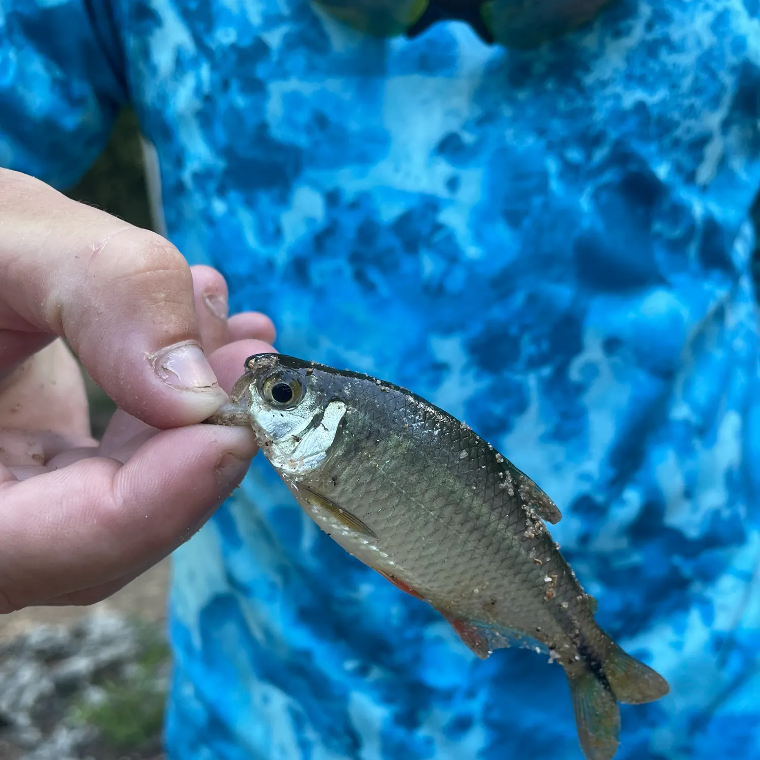 The most recent White shiner catches on Fishbrain