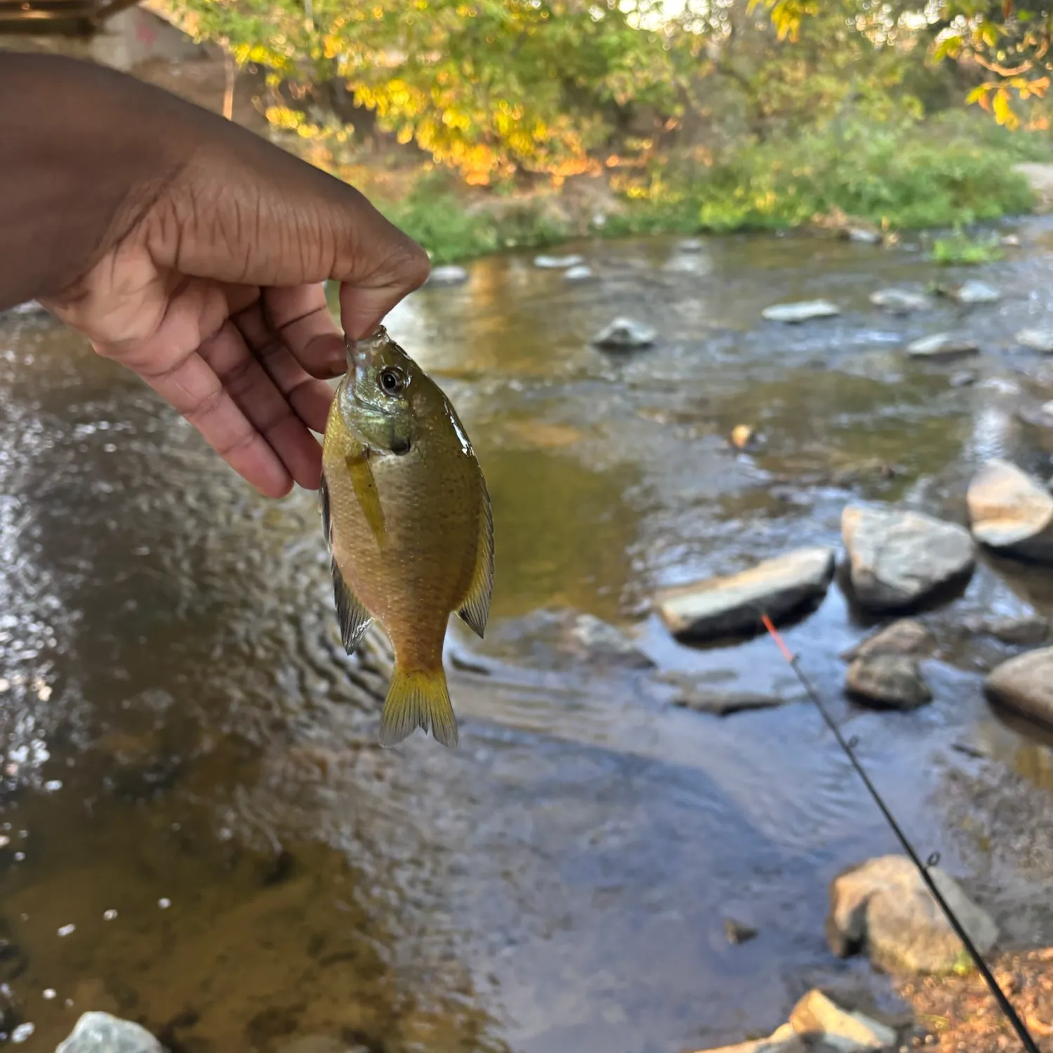Bluegill caught on Fishbrain