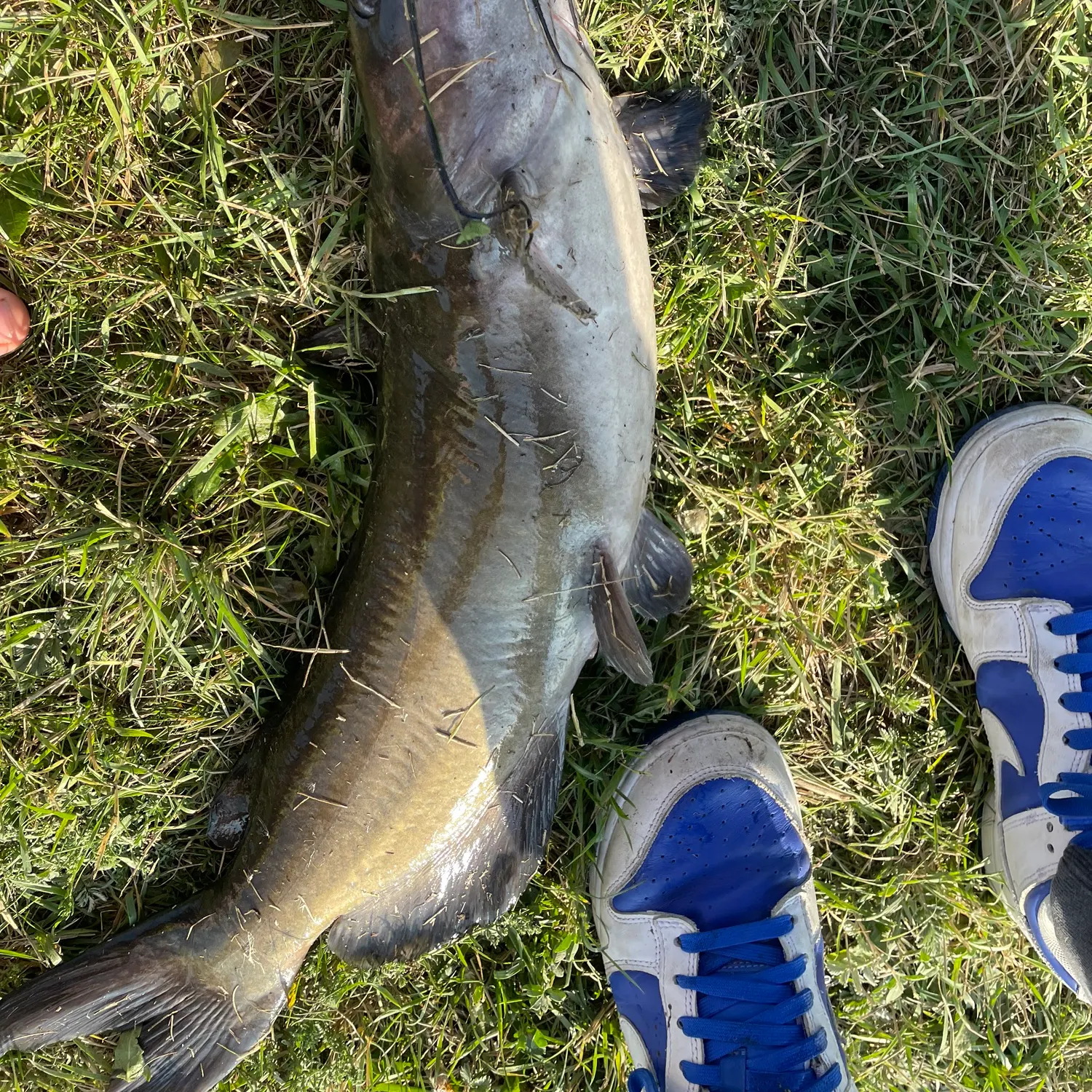 Channel catfish caught on Fishbrain