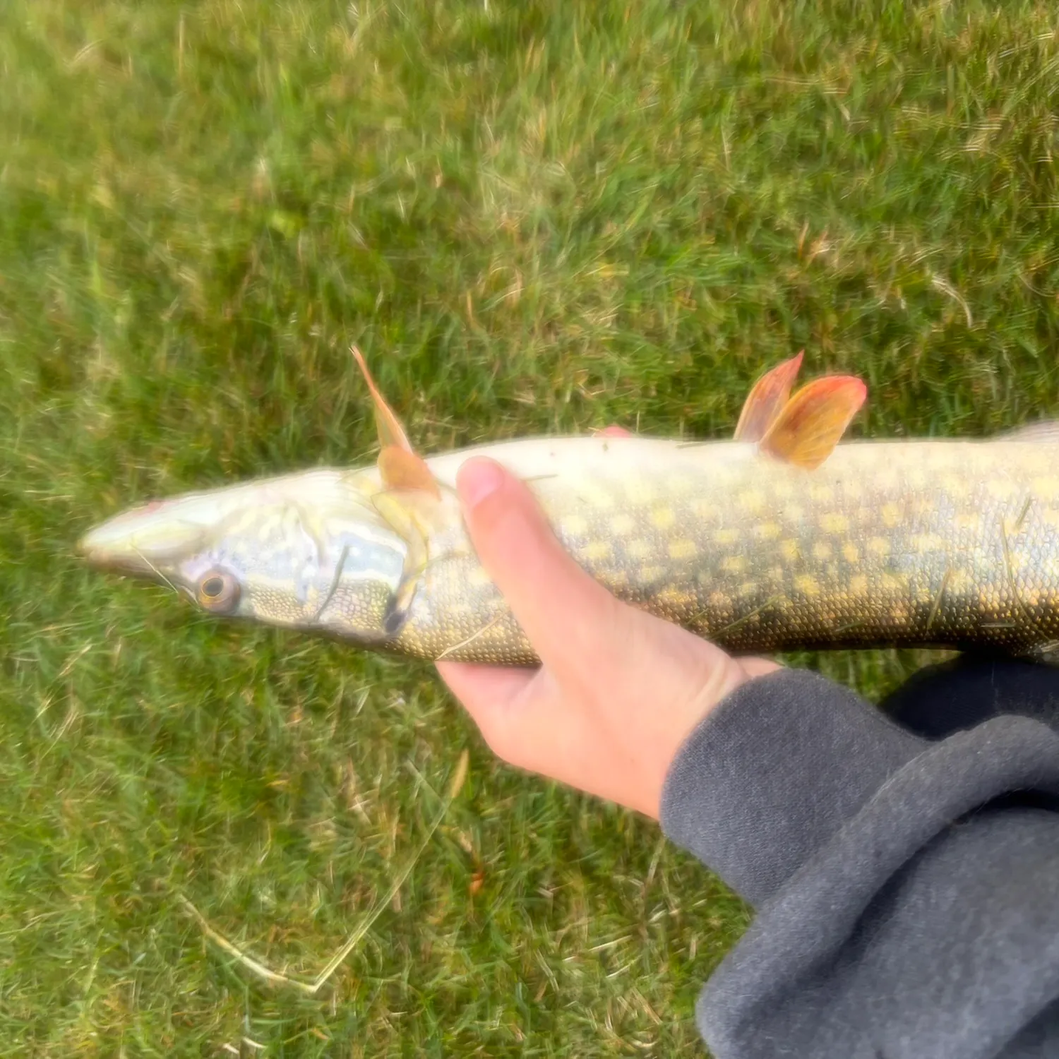 Northern pike caught on Fishbrain