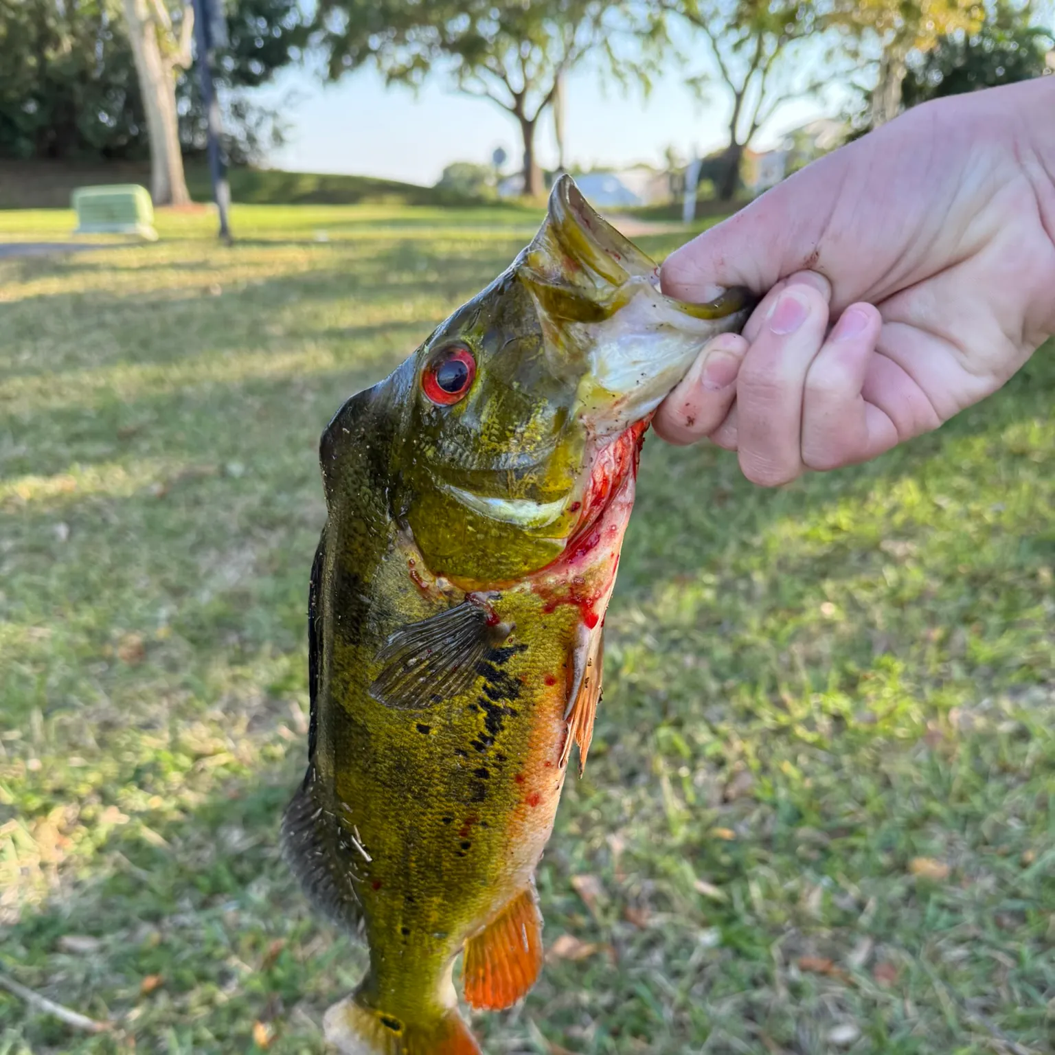 most liked catch image