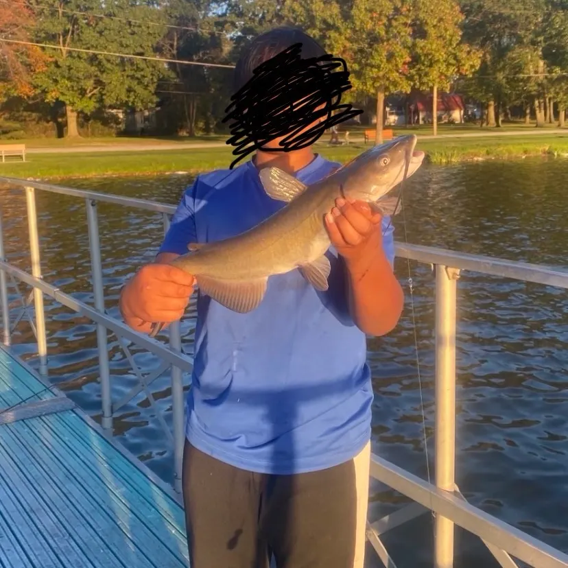 Channel catfish caught on Fishbrain