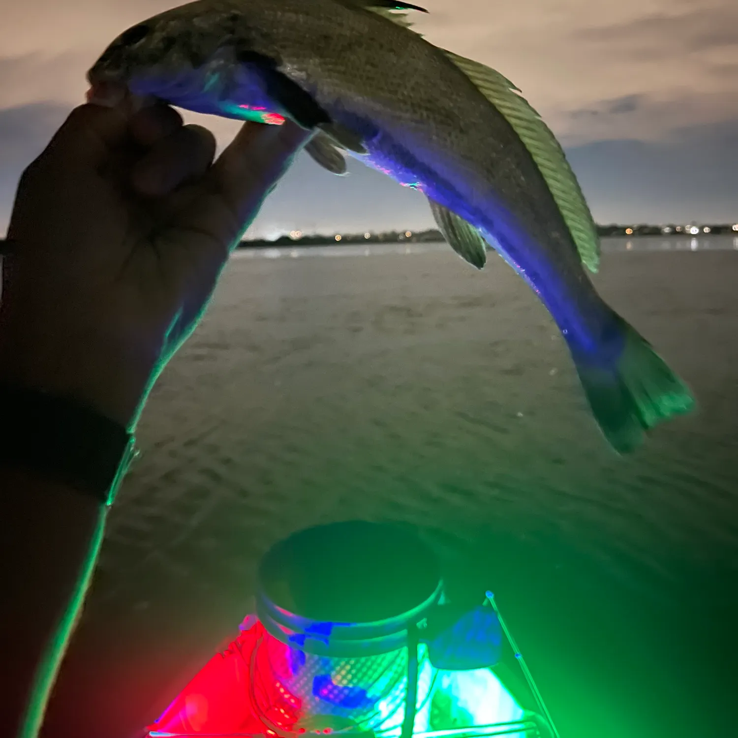 The most recent Spotfin croaker catches on Fishbrain