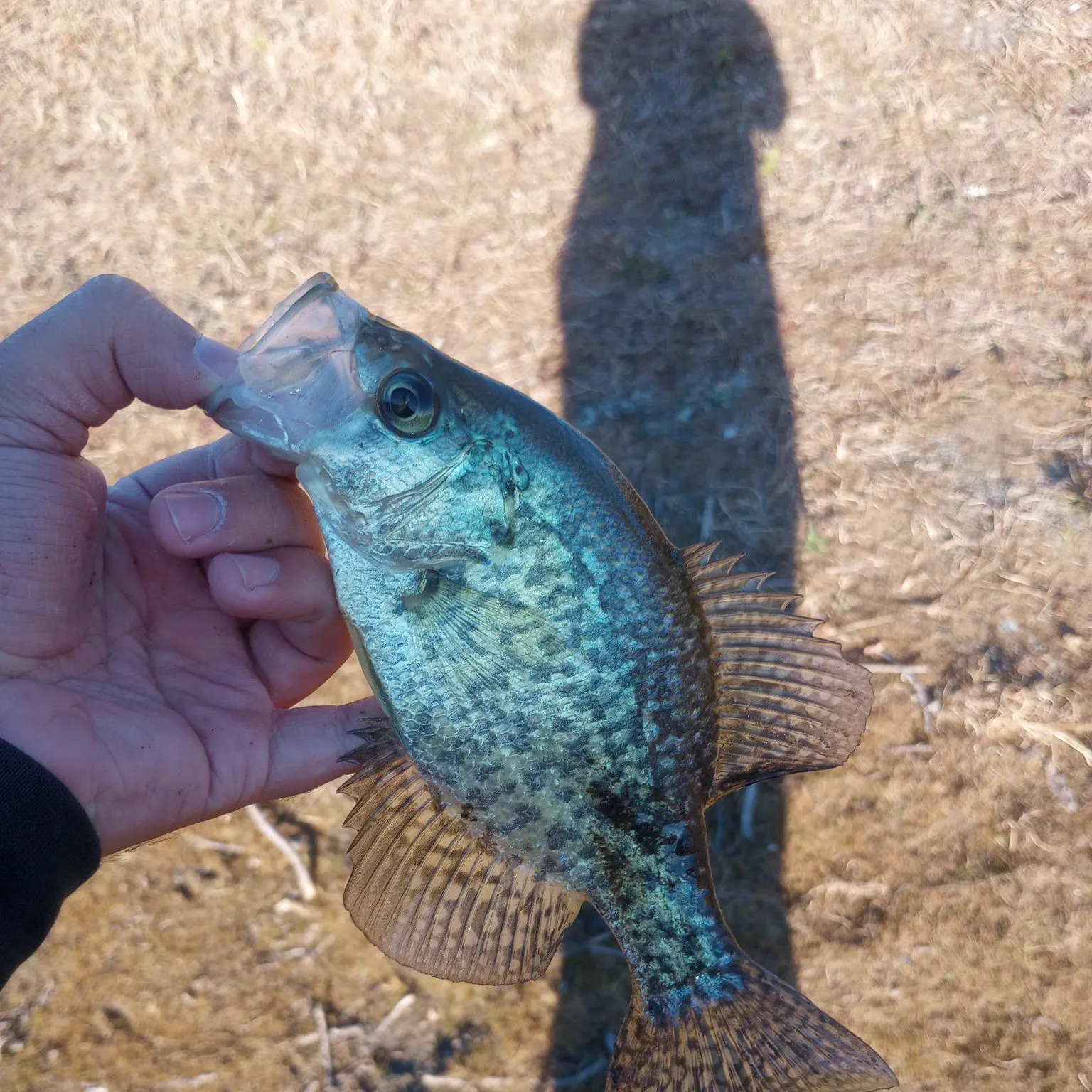 Black crappie caught on Fishbrain