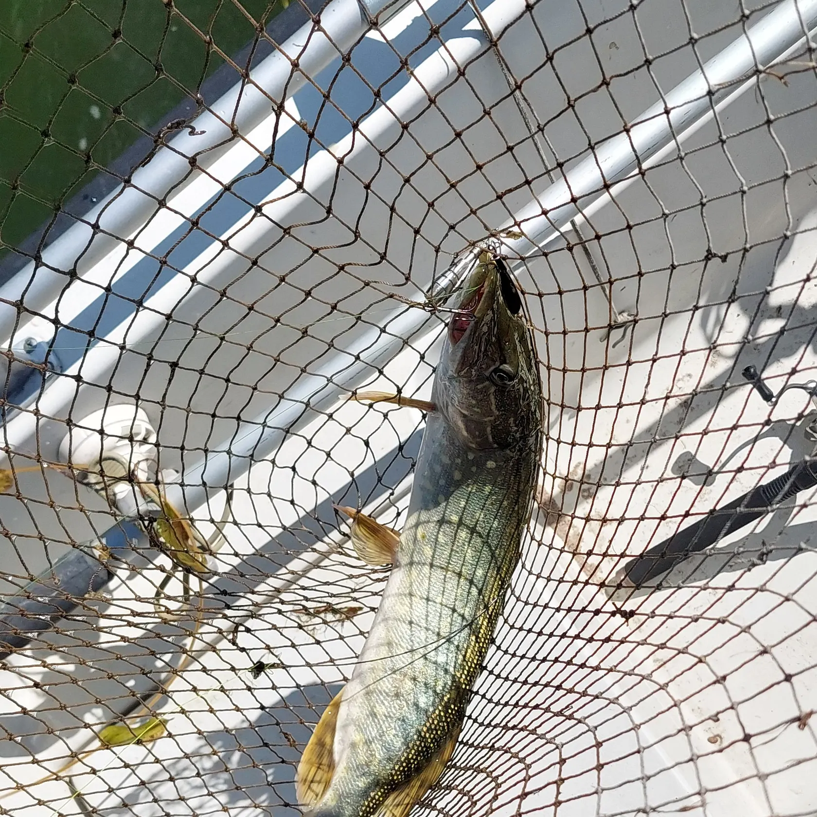 Northern pike caught on Fishbrain