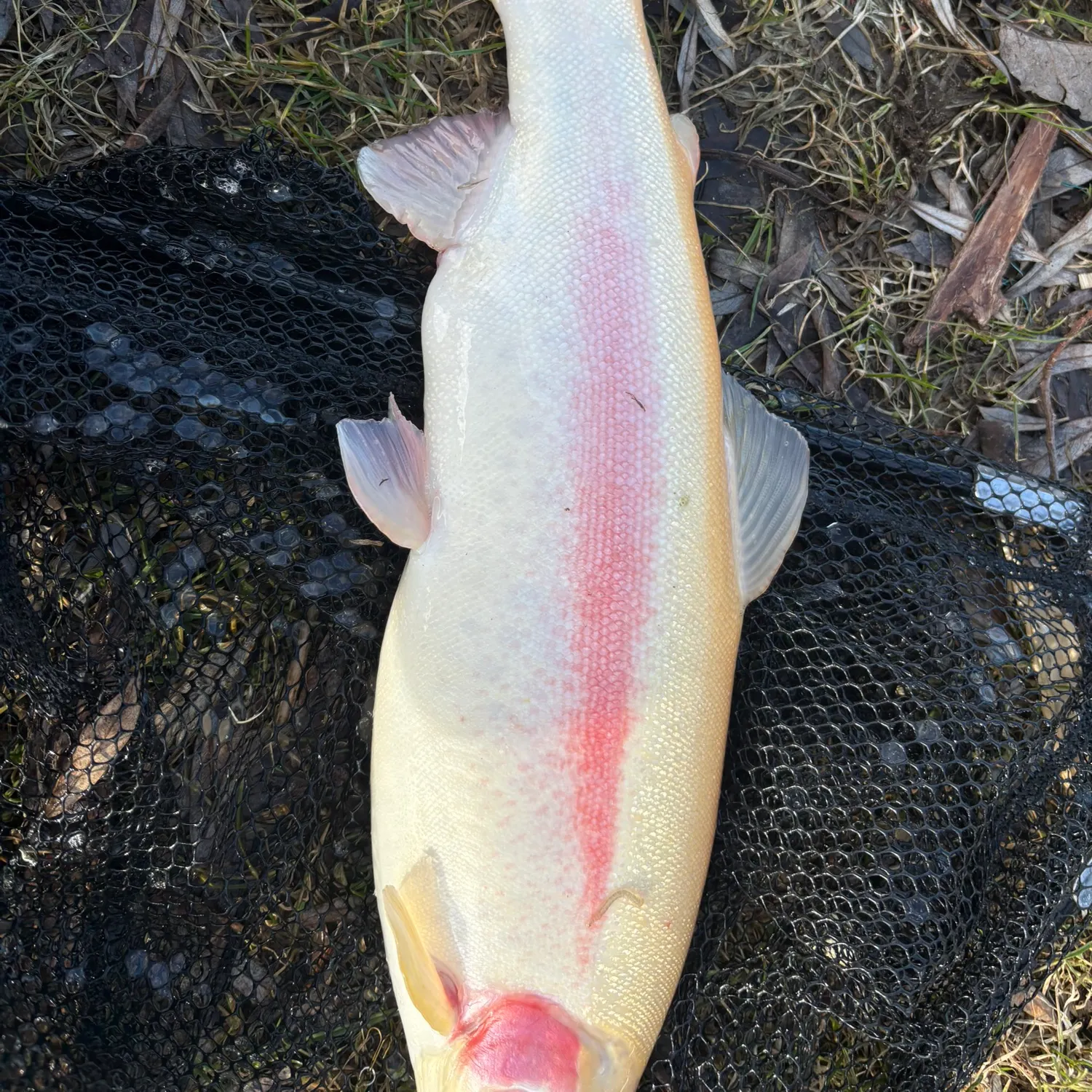 The most recent Golden trout catches on Fishbrain
