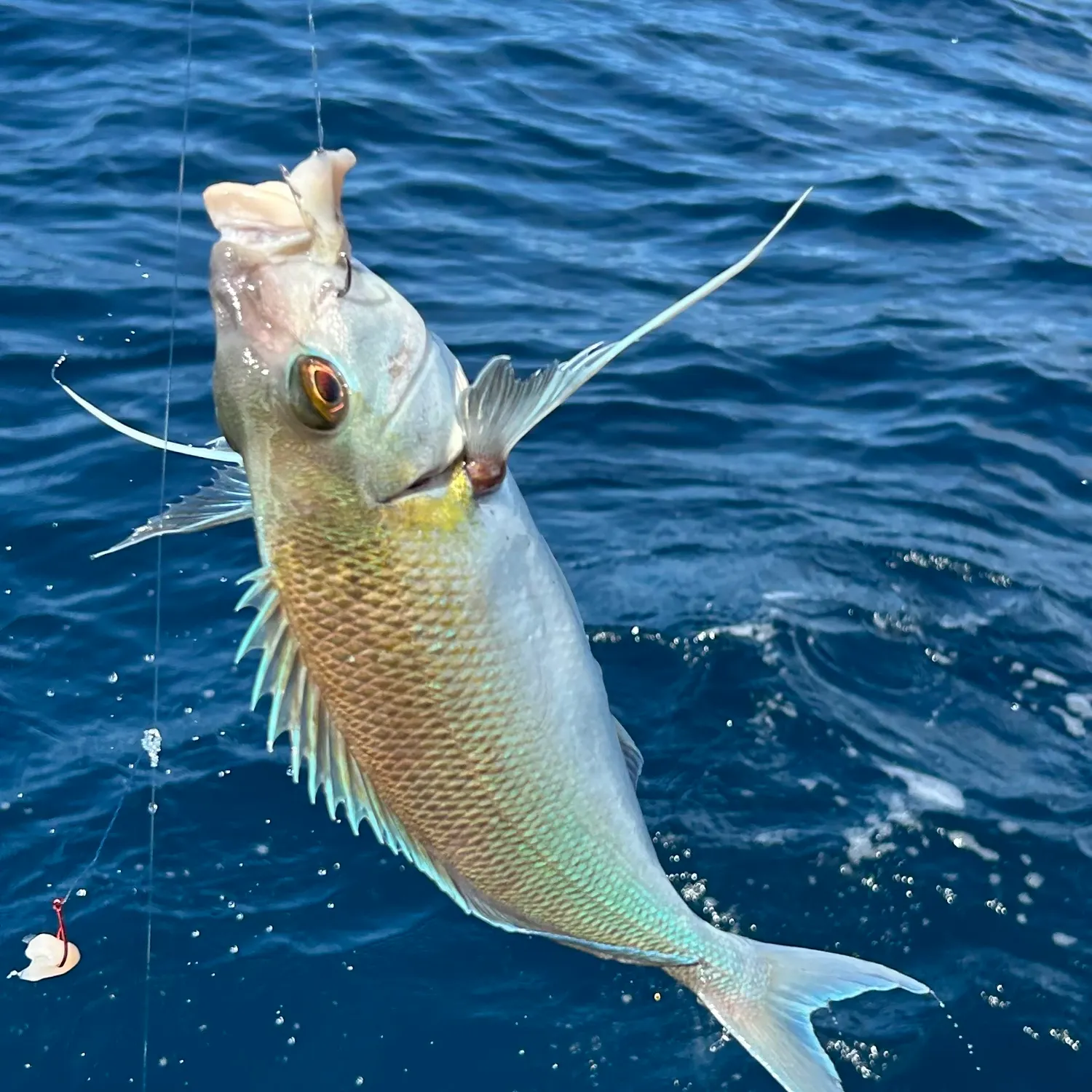 The most recent Blue morwong catches on Fishbrain