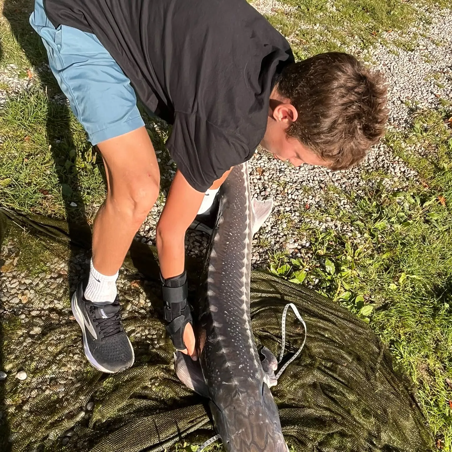 White sturgeon caught on Fishbrain