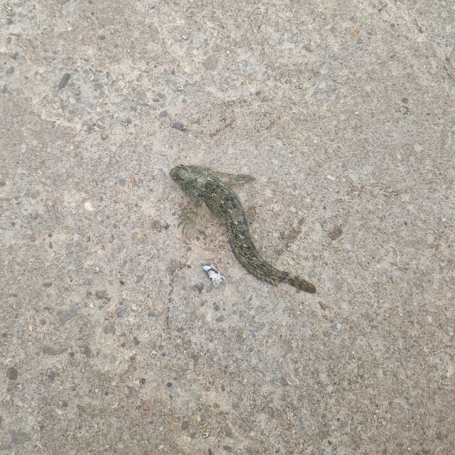 The most recent Creamy goby catches on Fishbrain