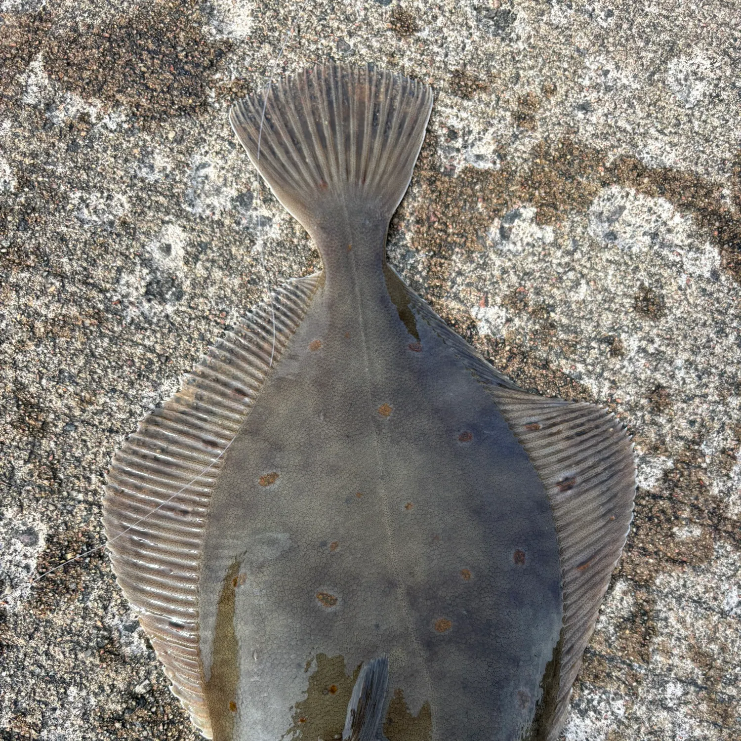 The most recent European plaice catches on Fishbrain