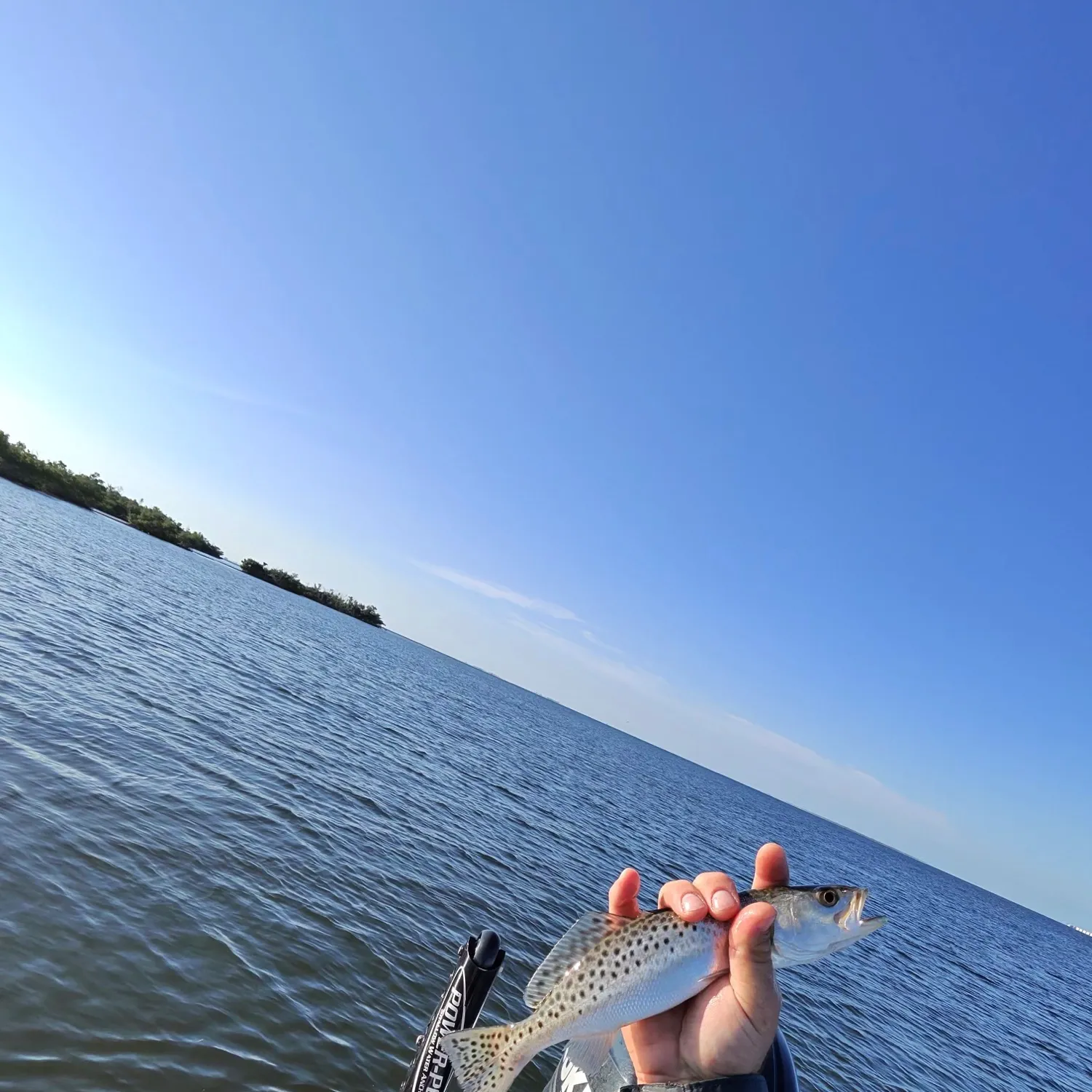 Spotted seatrout caught on Fishbrain