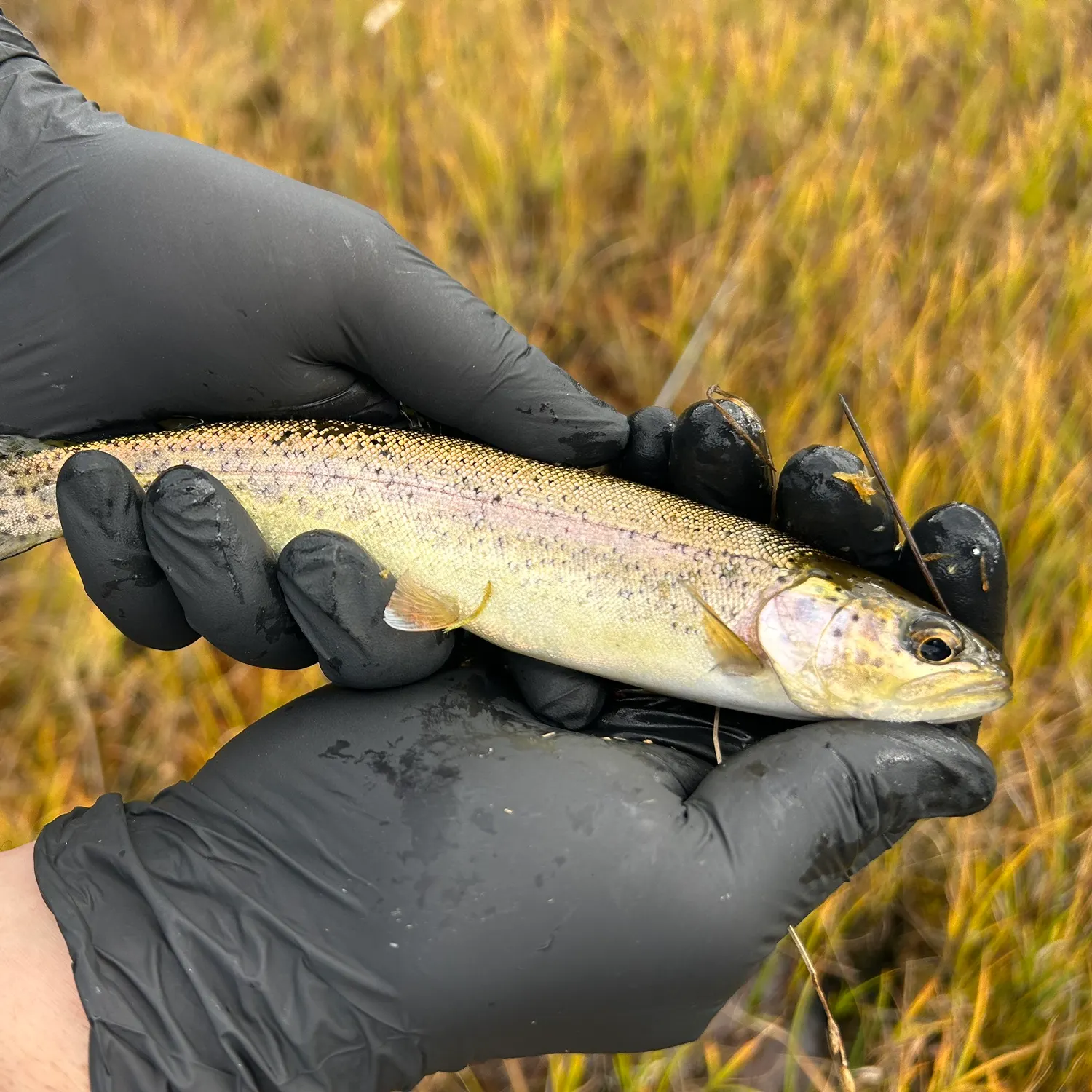 Rainbow trout caught on Fishbrain