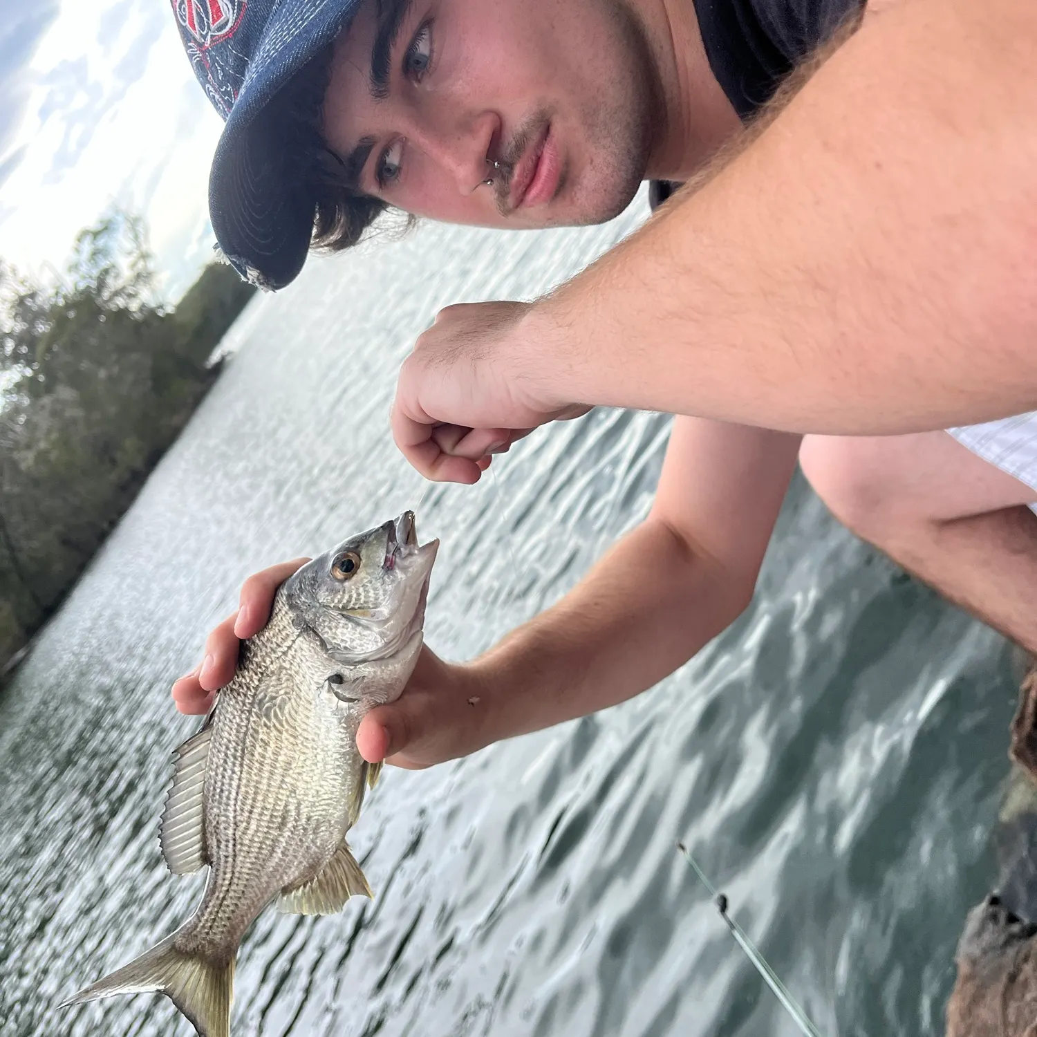 The most recent Southern black bream catches on Fishbrain