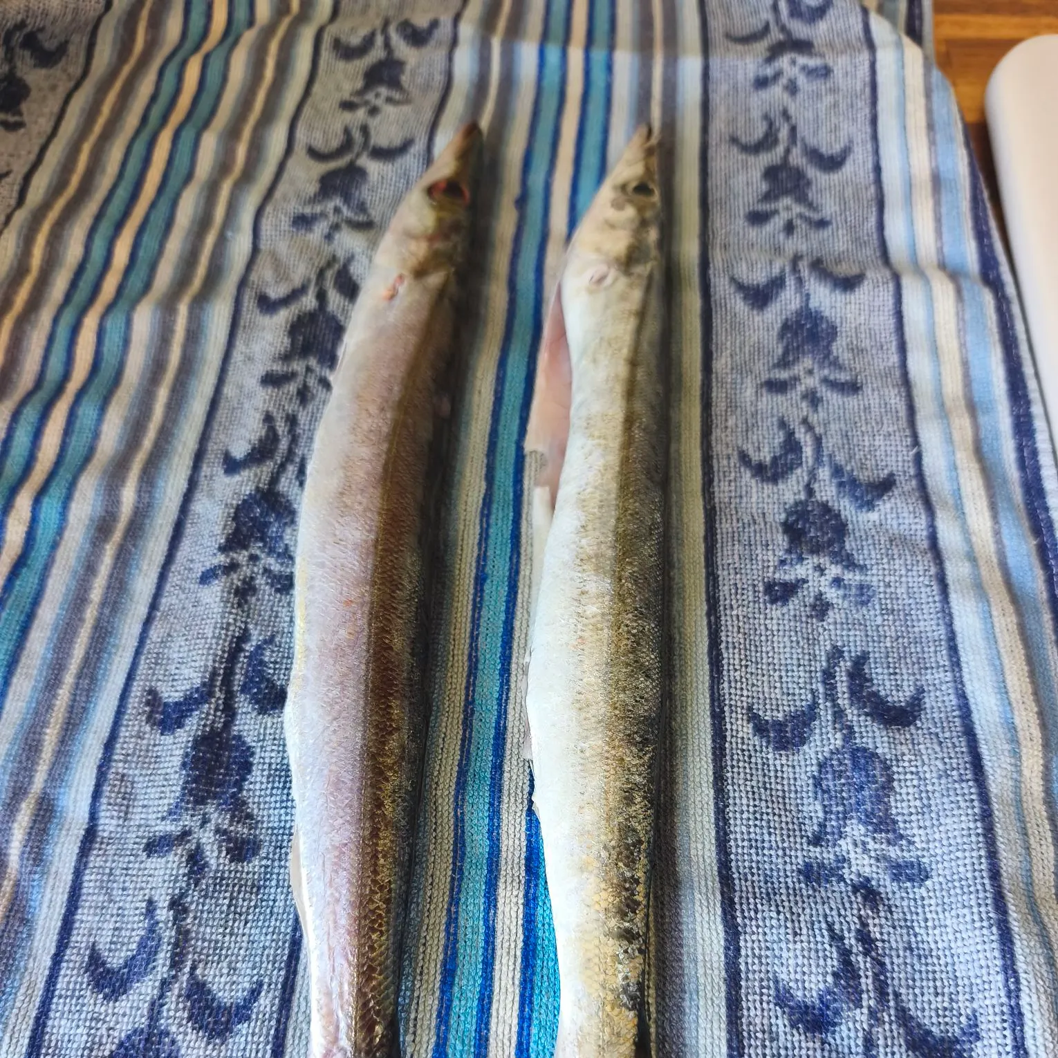 The most recent Pickhandle barracuda catches on Fishbrain