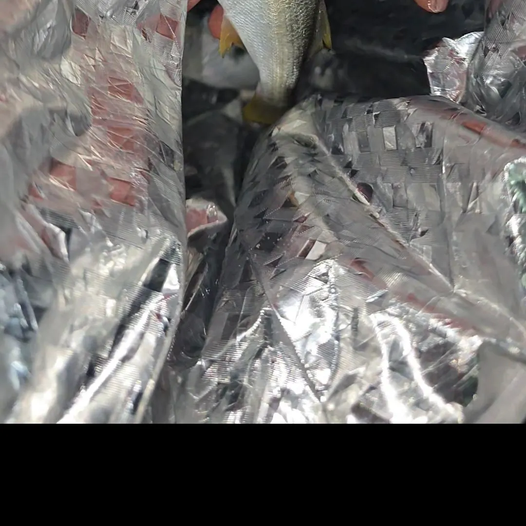 The most recent Queenfish catches on Fishbrain