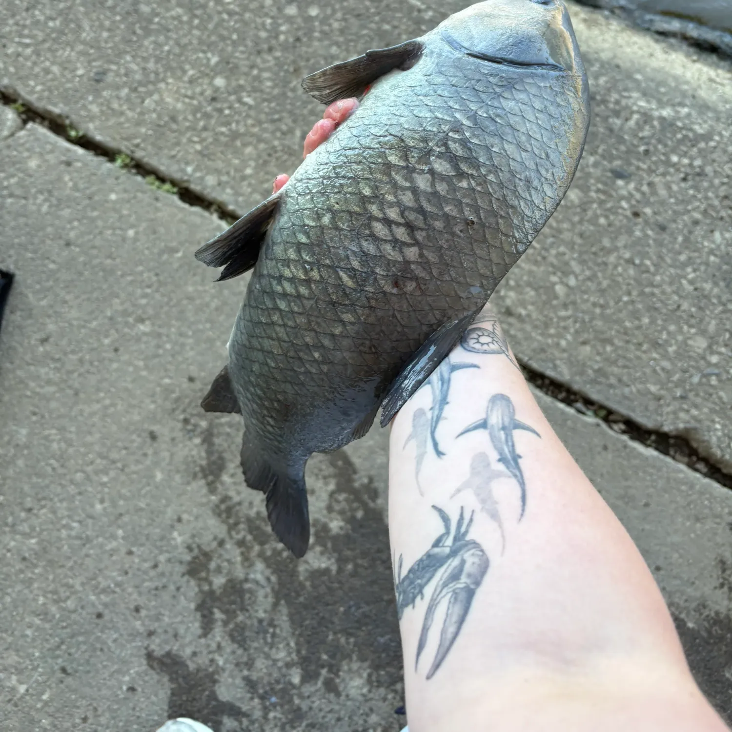 recently logged catches