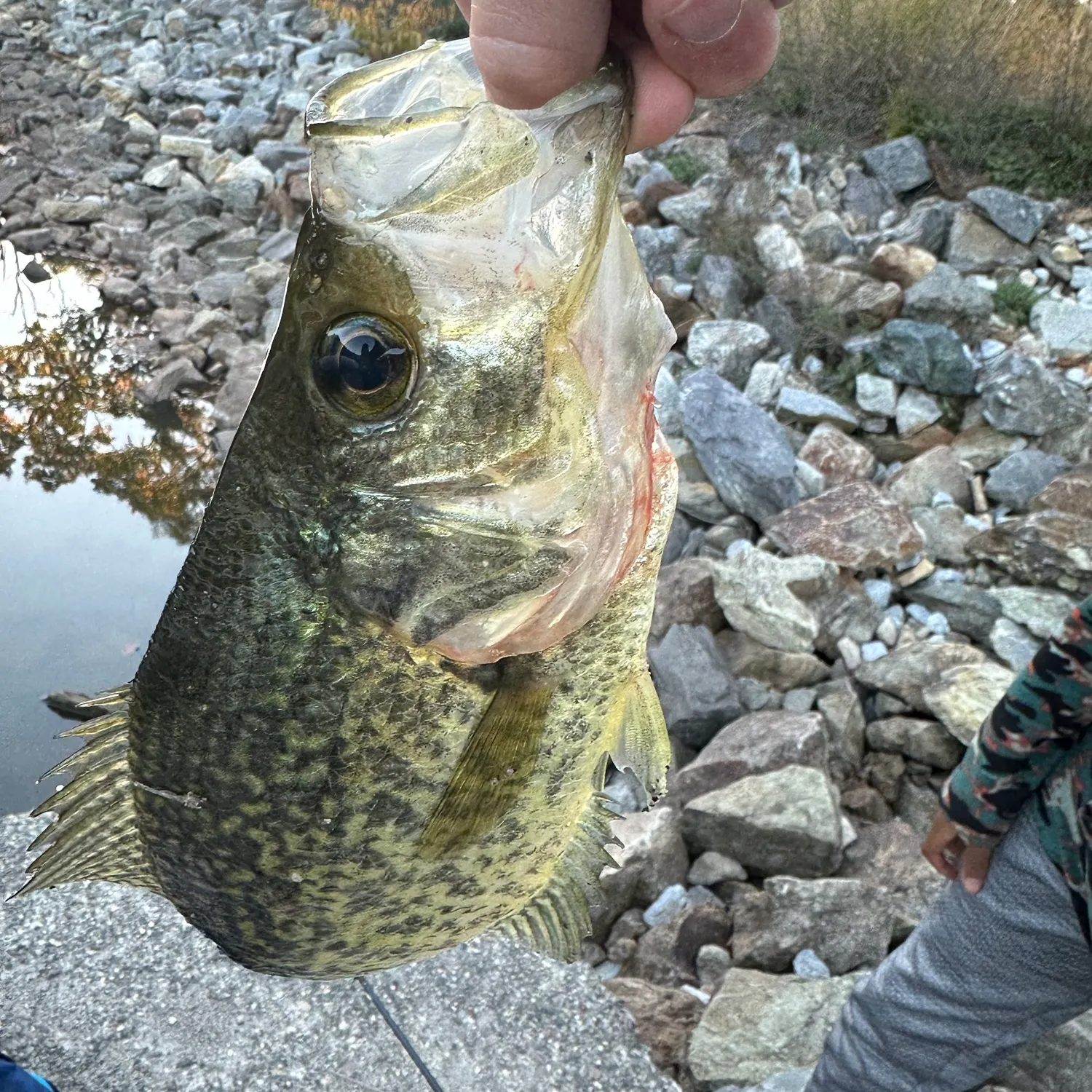 Black crappie caught on Fishbrain
