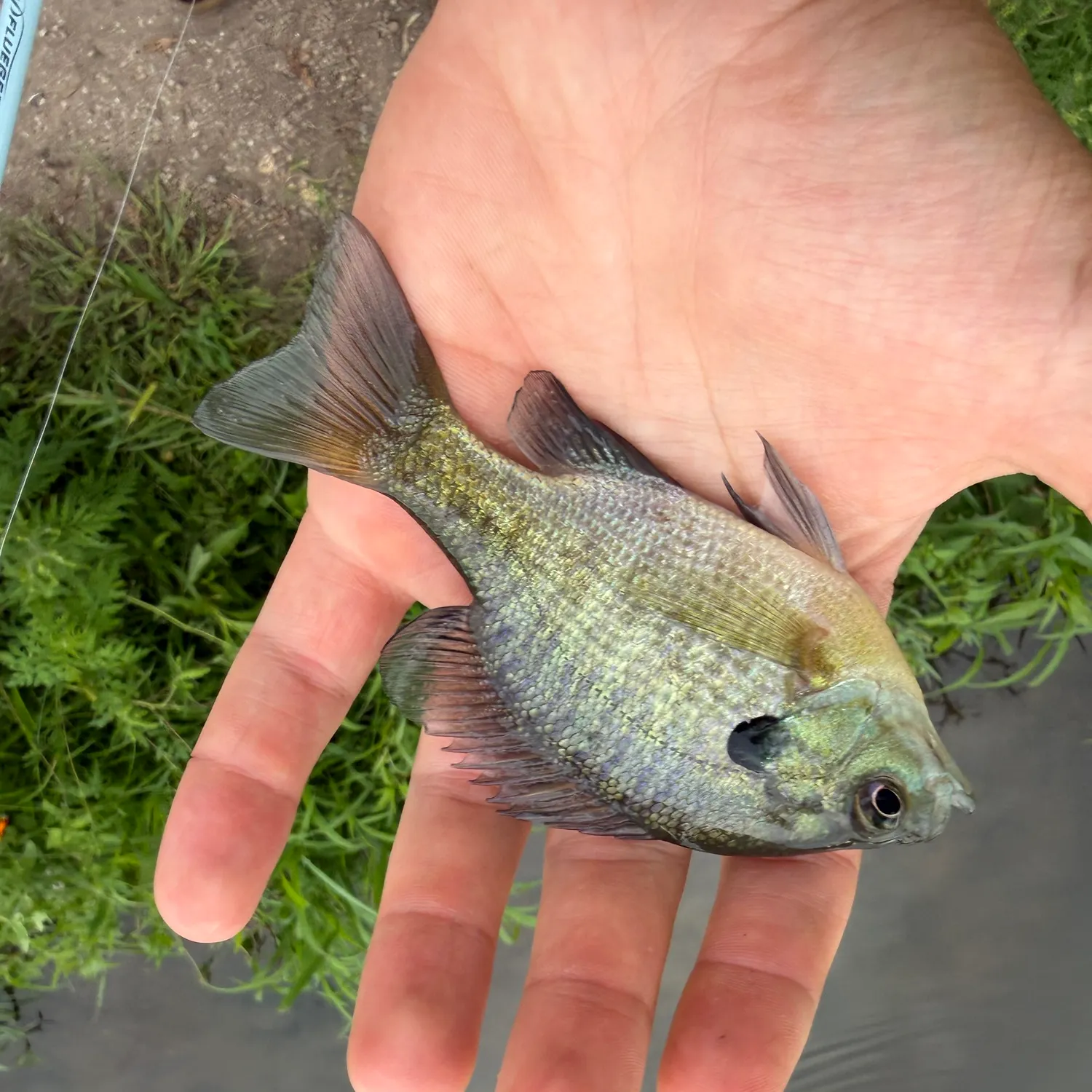 Bluegill caught on Fishbrain