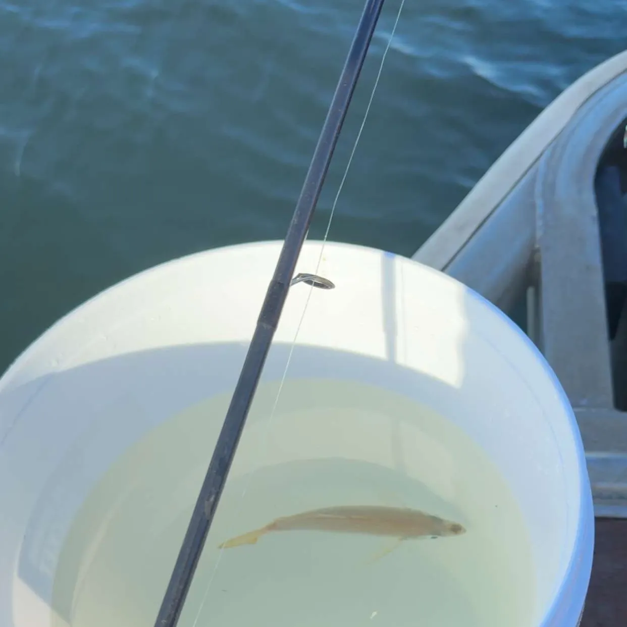 The most recent Yellowtail scad catches on Fishbrain