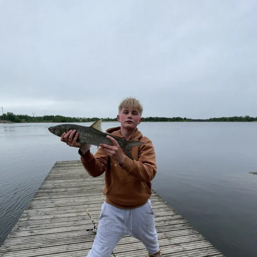 The most recent Asp catches on Fishbrain