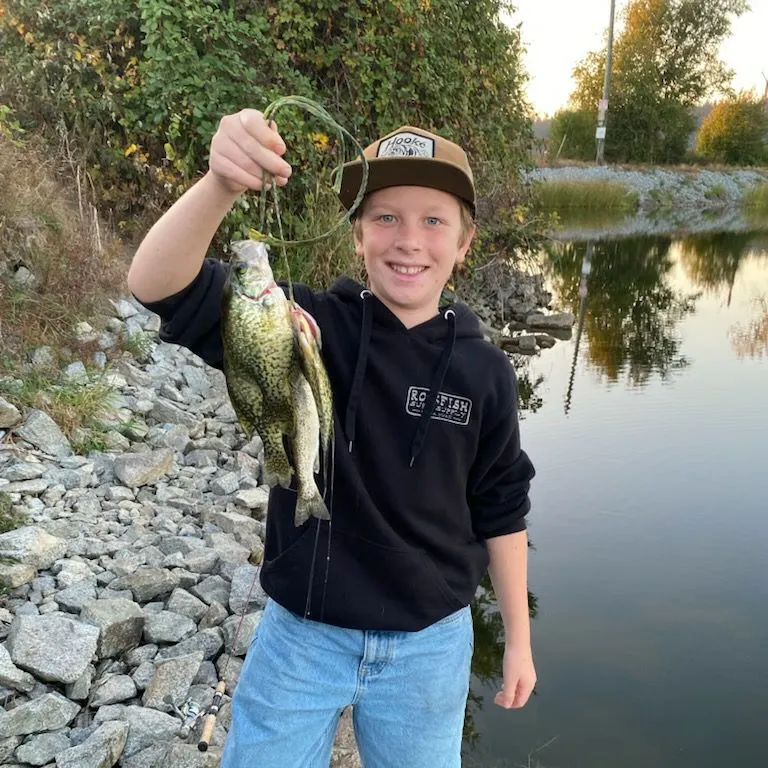 Black crappie caught on Fishbrain
