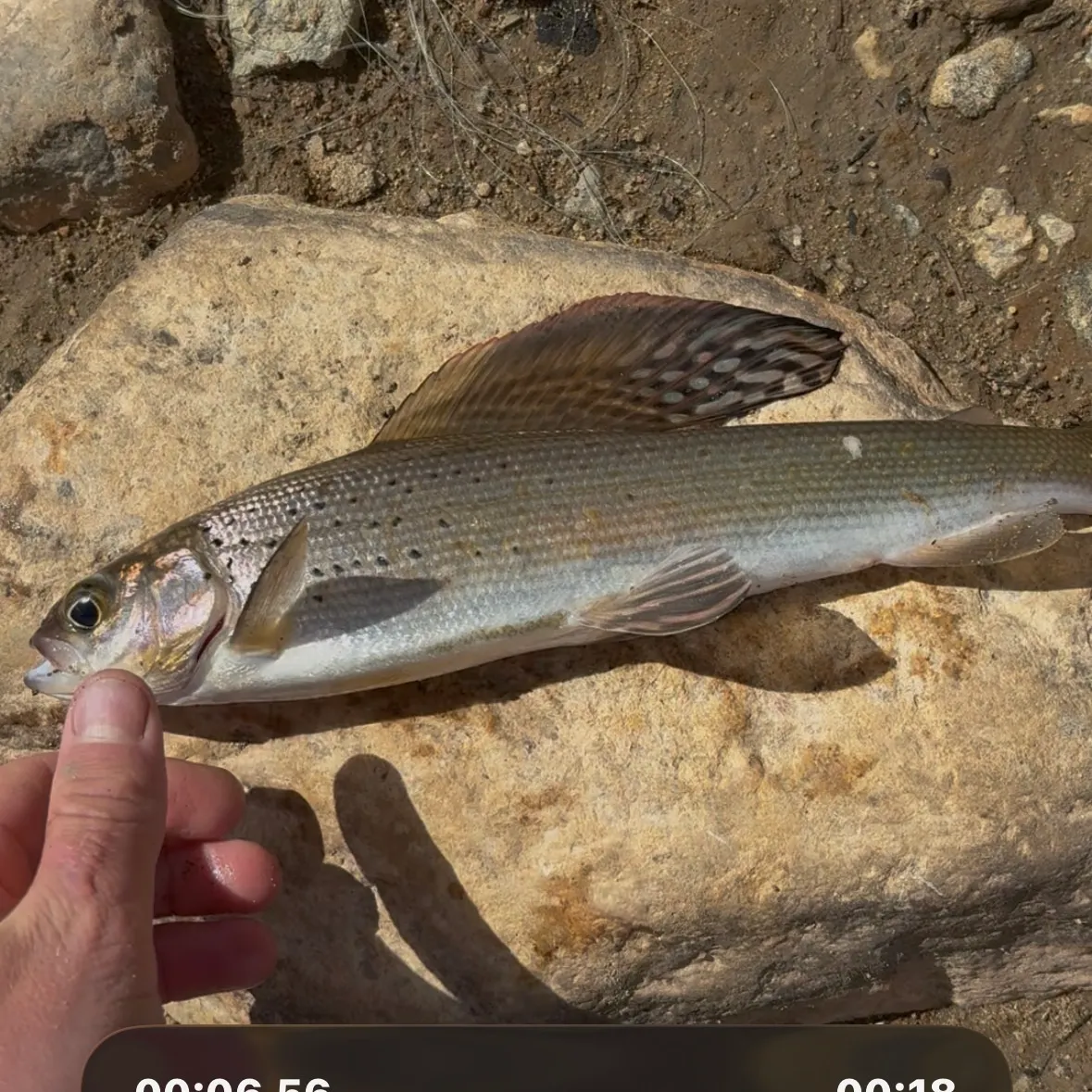 Arctic grayling caught on Fishbrain