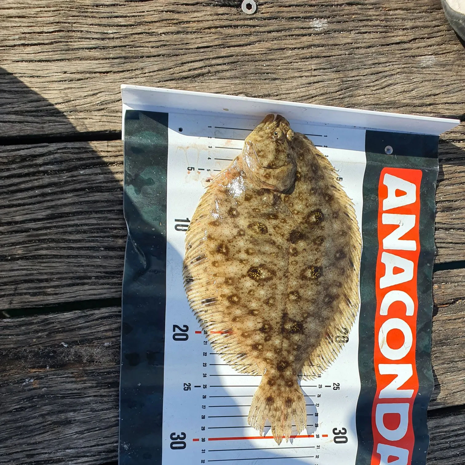 The most recent Smalltooth flounder catches on Fishbrain