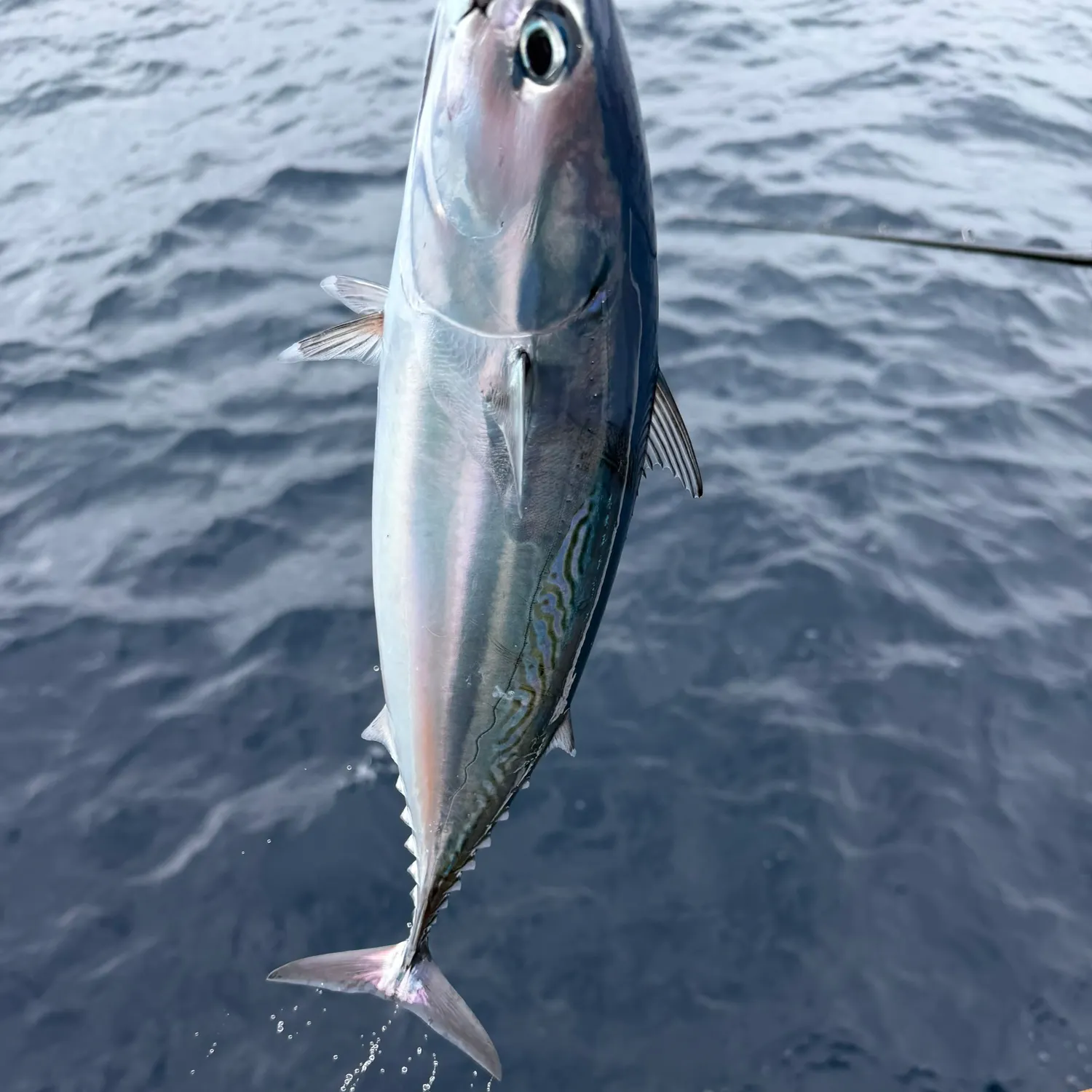 Frigate tuna caught on Fishbrain