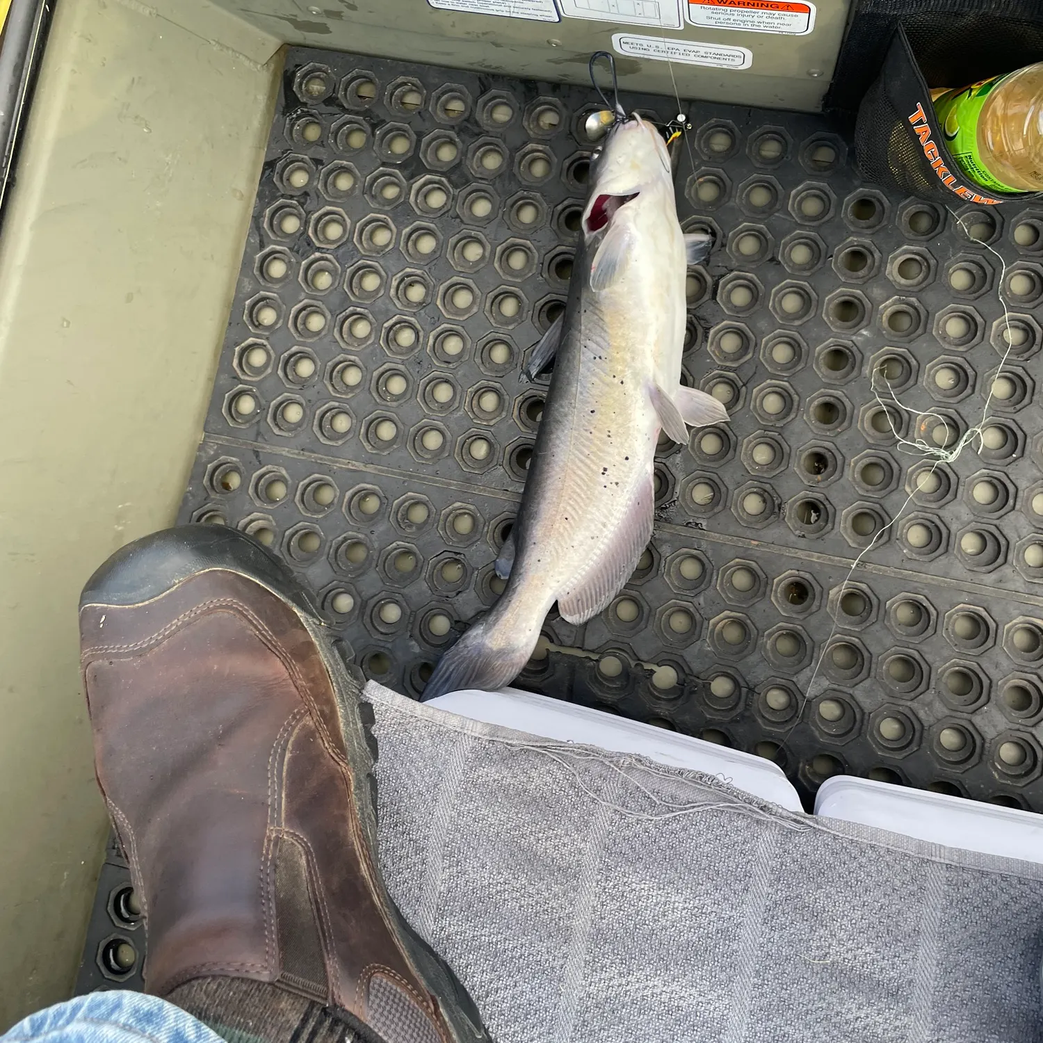 The most recent Blue catfish catches on Fishbrain