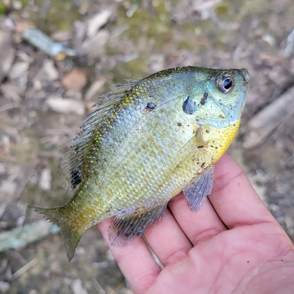 Redbreast sunfish caught on Fishbrain