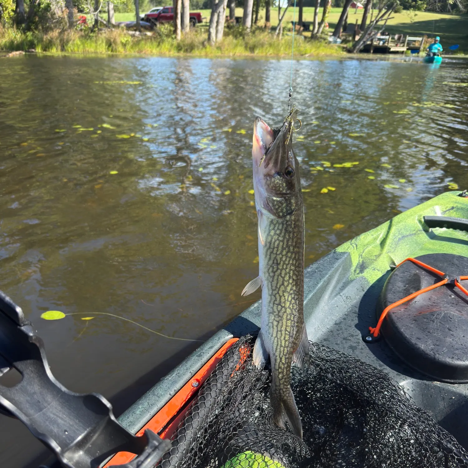 Chain pickerel caught on Fishbrain
