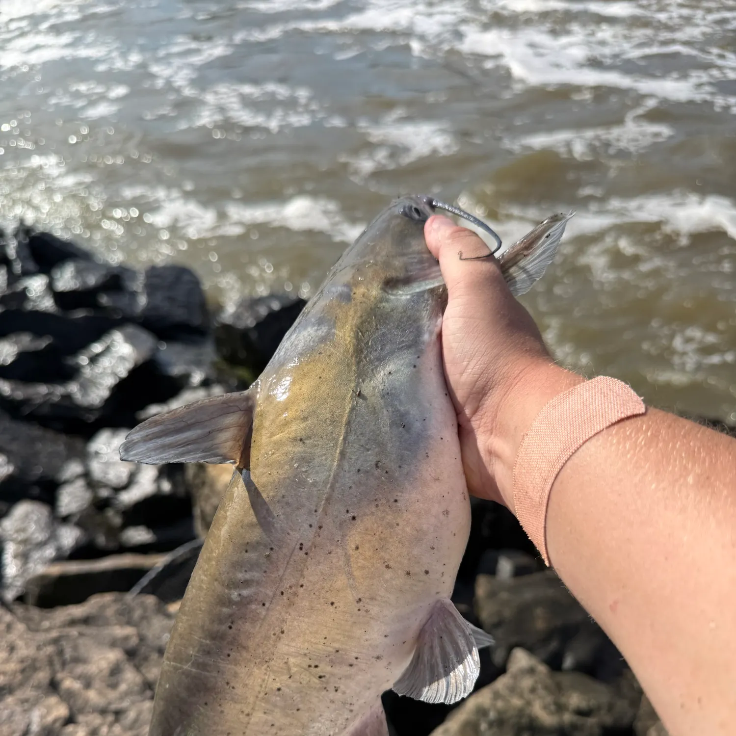 Channel catfish caught on Fishbrain